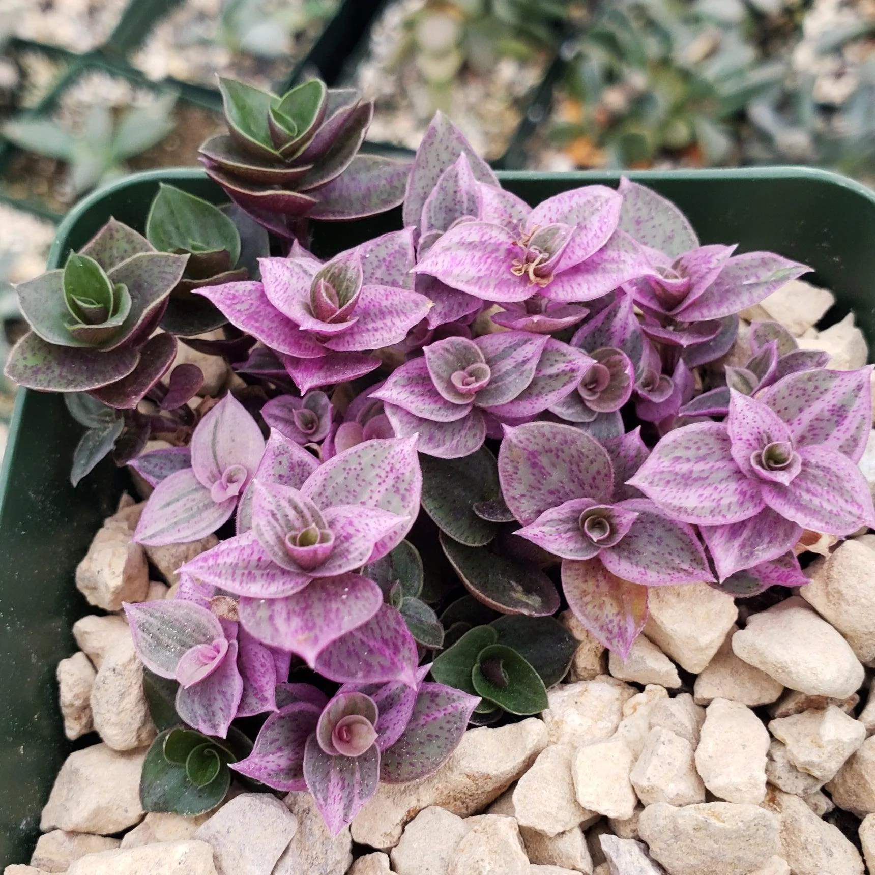 Pink Lady - Turtle Vine 'Callisia repens variegated'