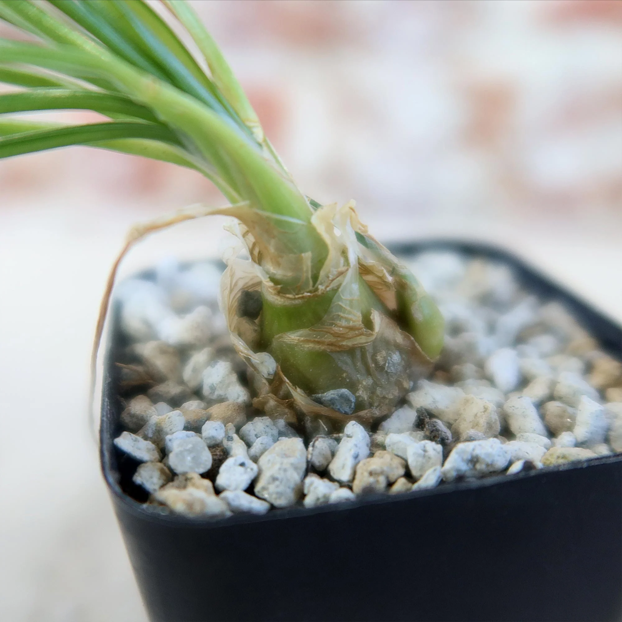 Albuca sp augrabies hills