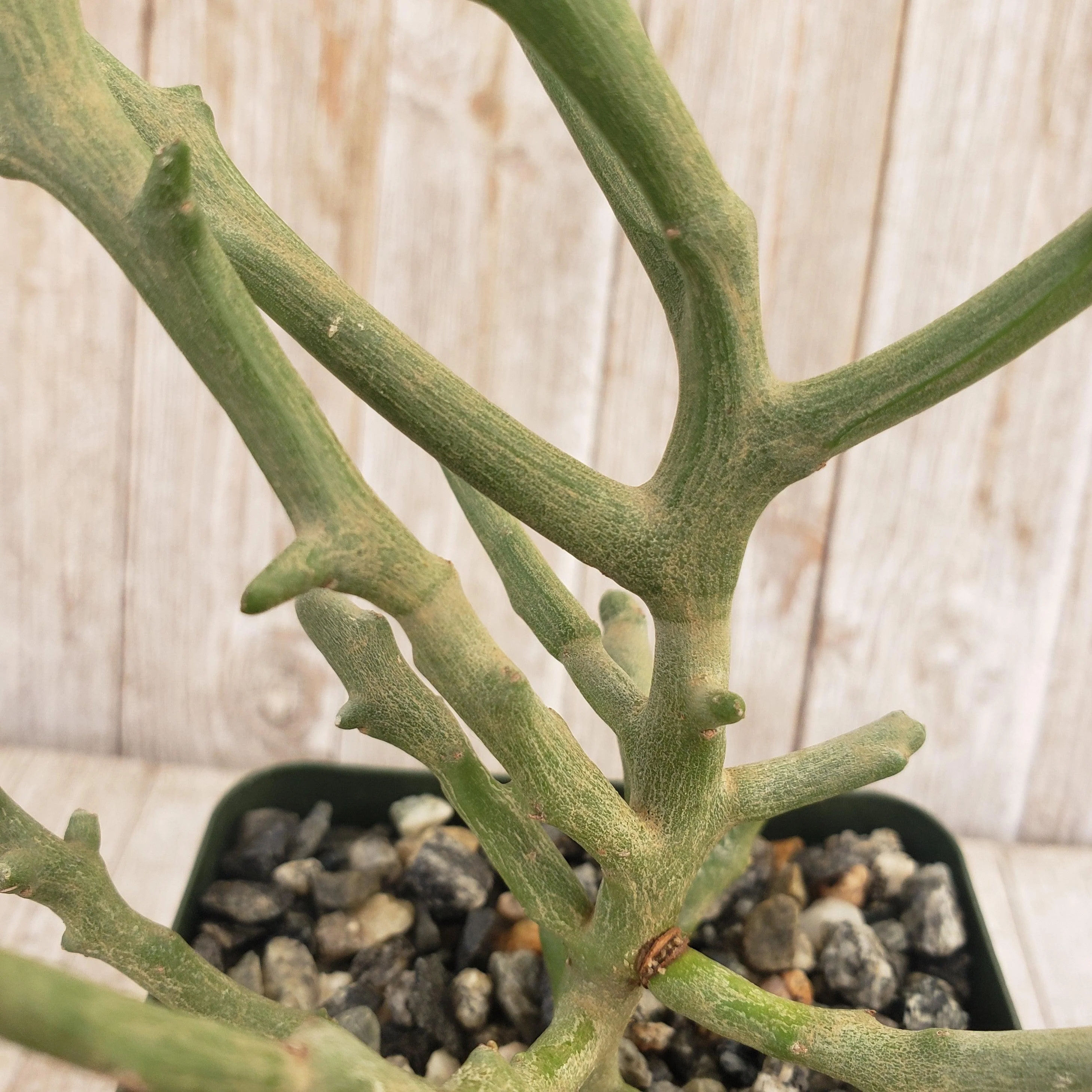 Euphorbia stenoclada spineless