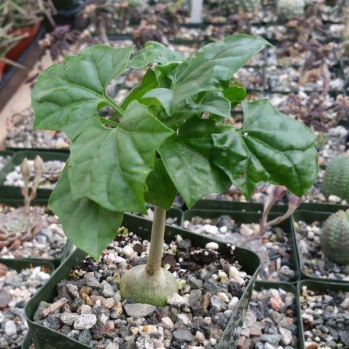 Gerrardanthus Macrorhizus