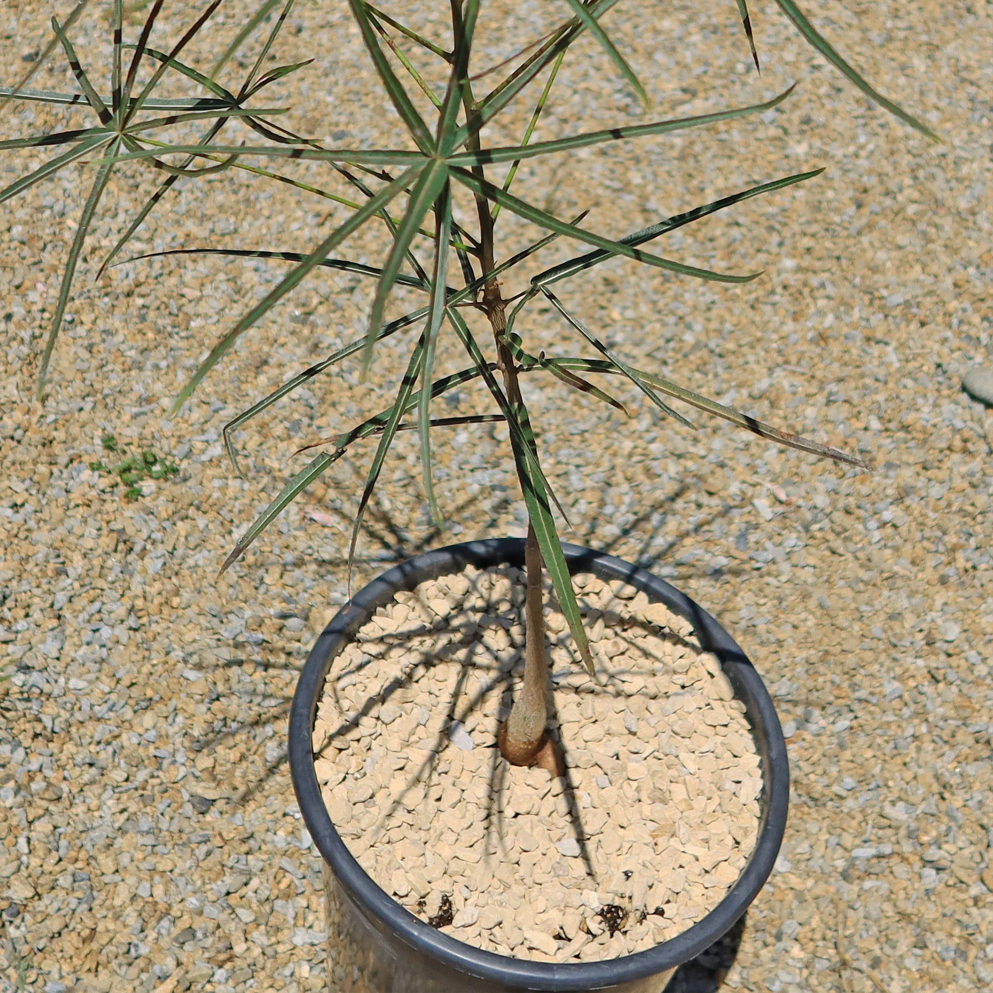 Queensland Bottle Tree 'Brachychiton rupestris'