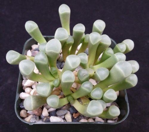 Baby Toes 'Fenestraria rhopalophylla'