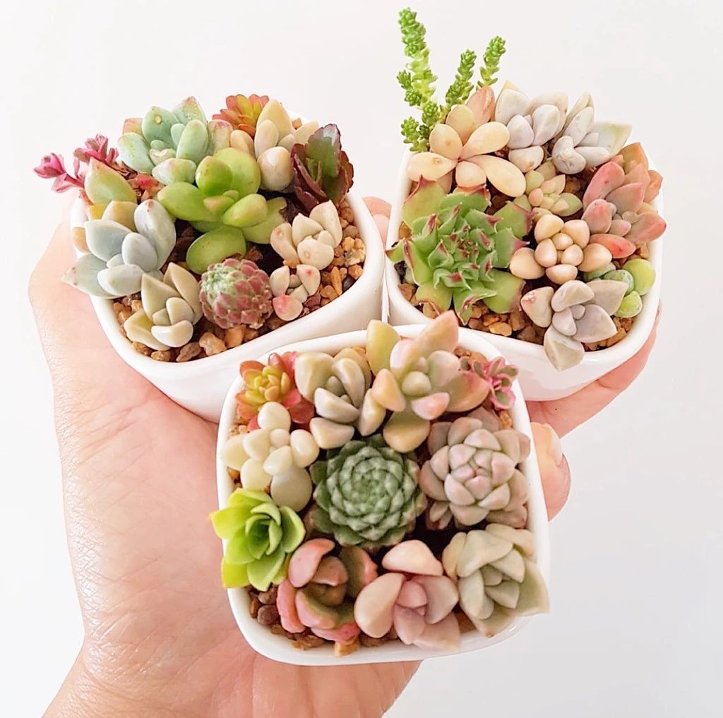 Succulent Plant Seeds
