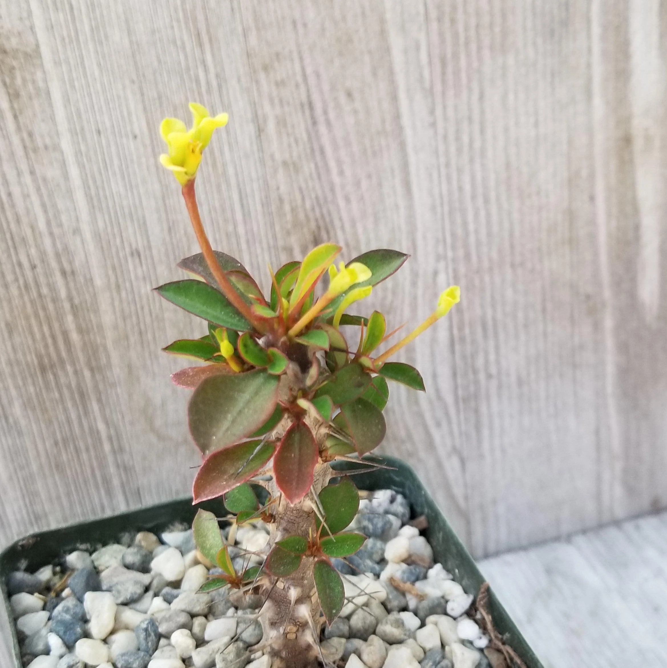 Euphorbia milii Yellow �C Crown of Thorns