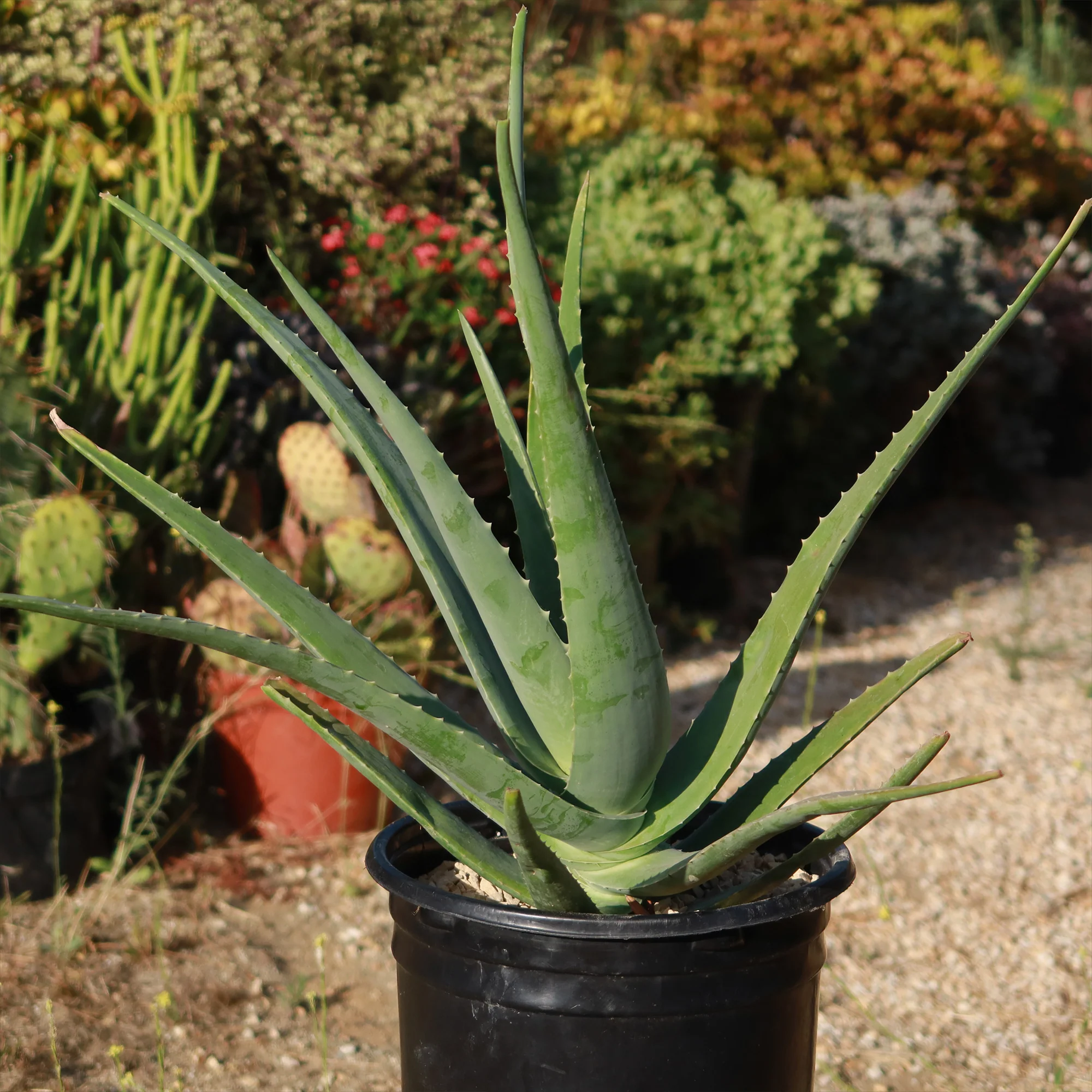 Aloe Vera - Aloe?barbadensis 'miller'