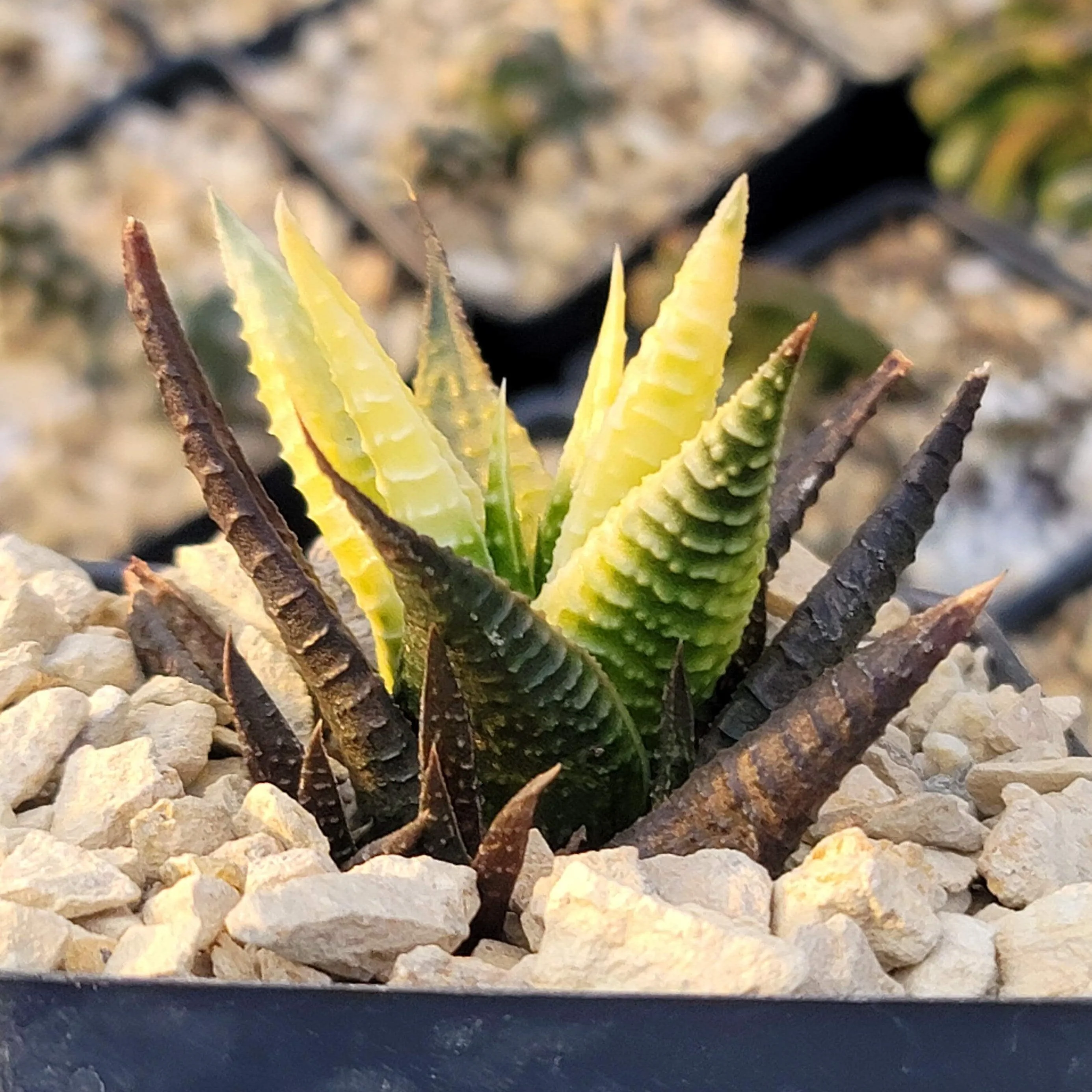 Haworthia limifolia variegata