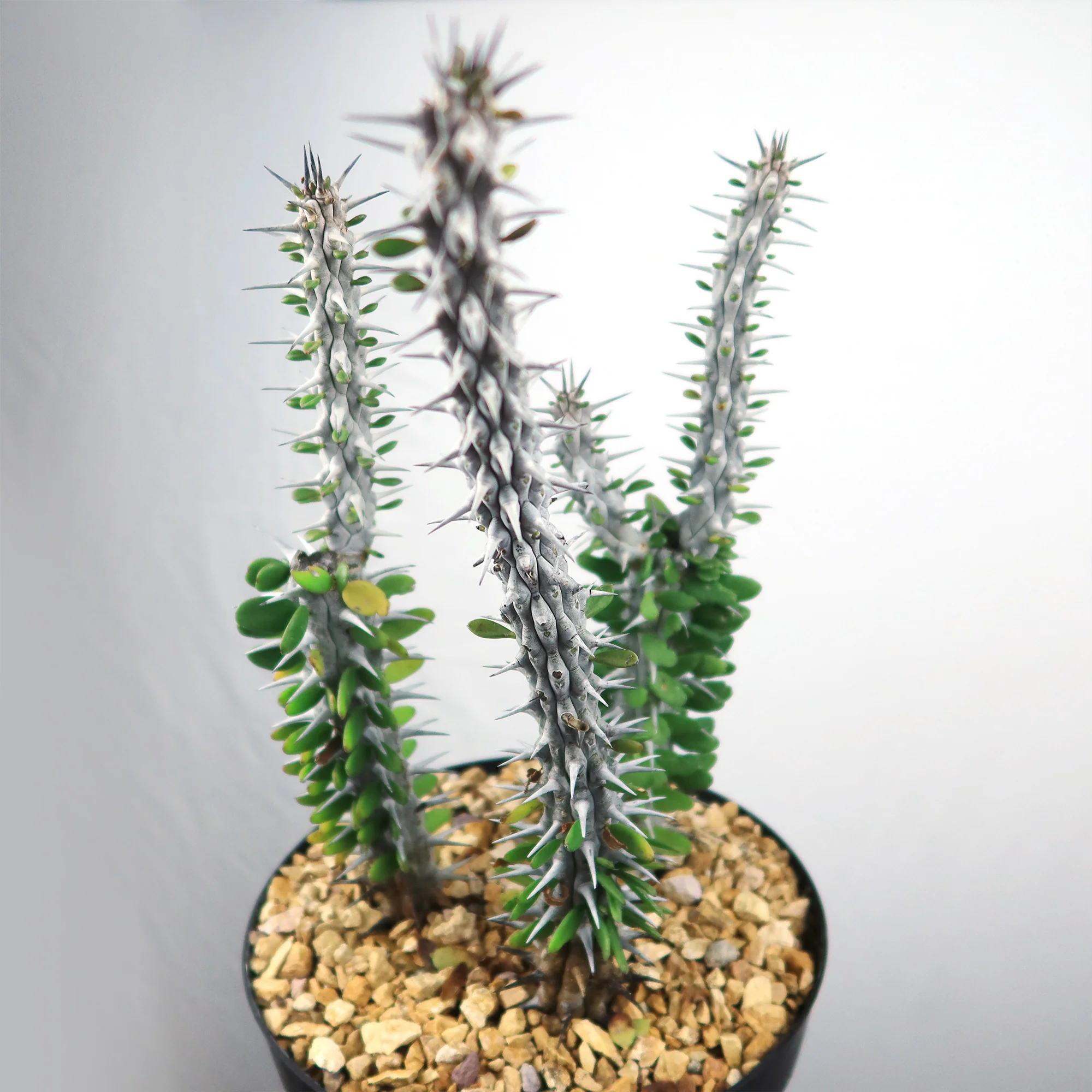 Madagascar ocotillo 'Alluaudia procera'