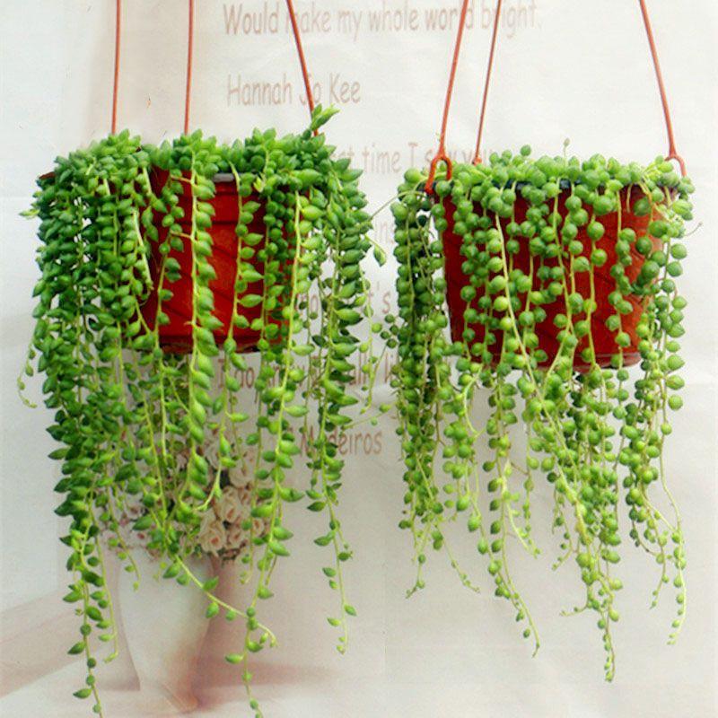 Pearl Chlorophytum Seeds