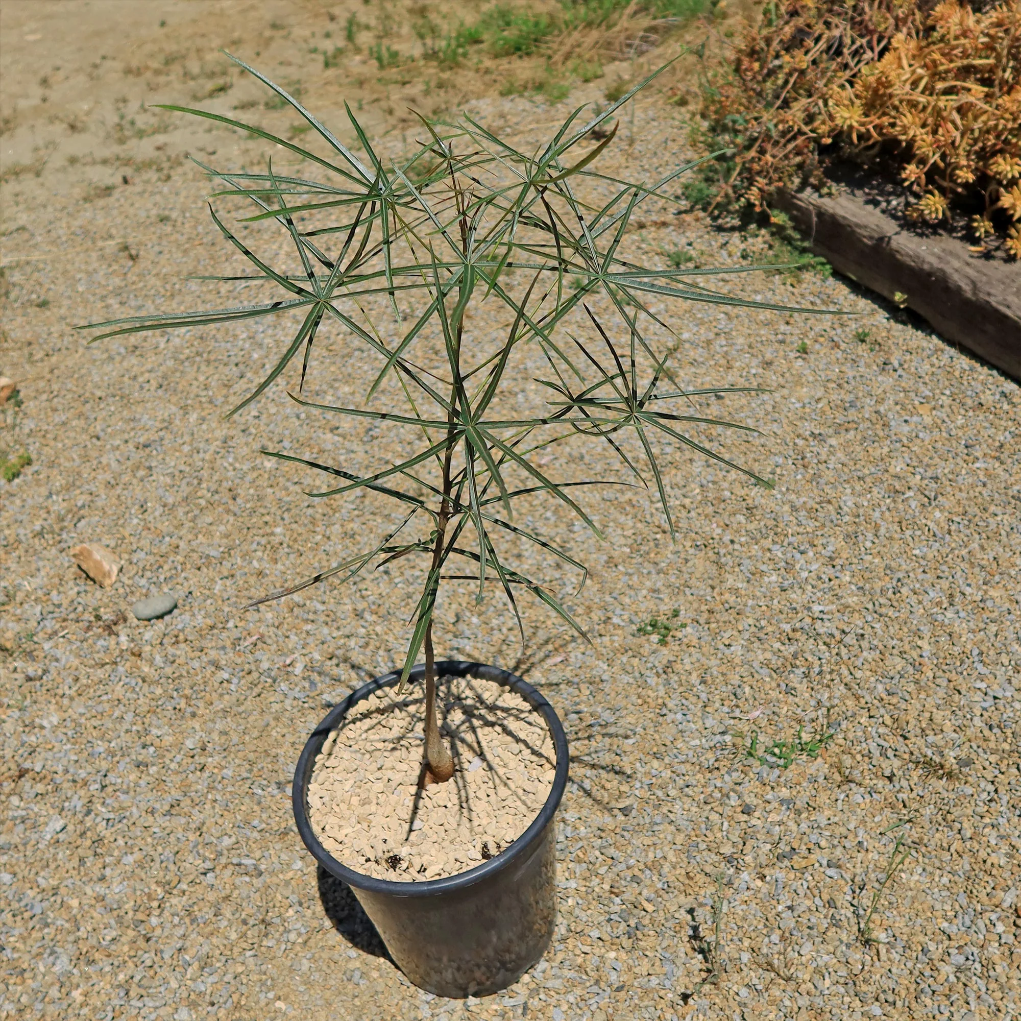 Queensland Bottle Tree 'Brachychiton rupestris'