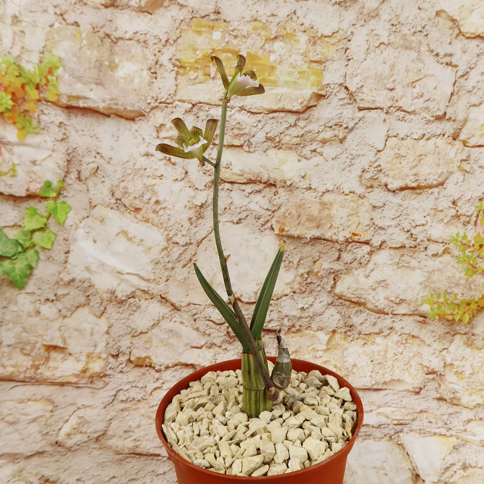 Eulophia petersii Desert Orchid Large