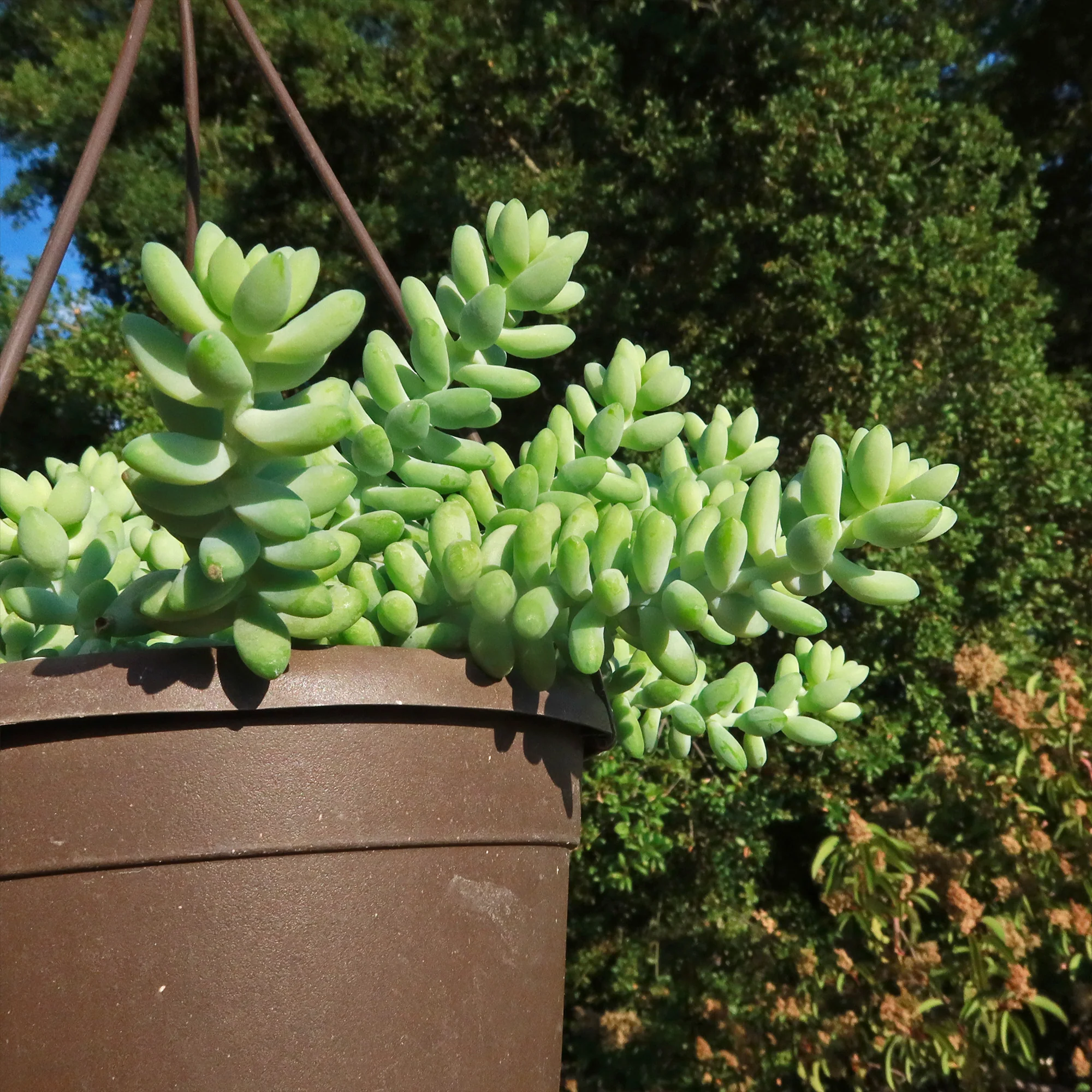 Burro��s Tail Succulent - Sedum morganianum ��Burrito��