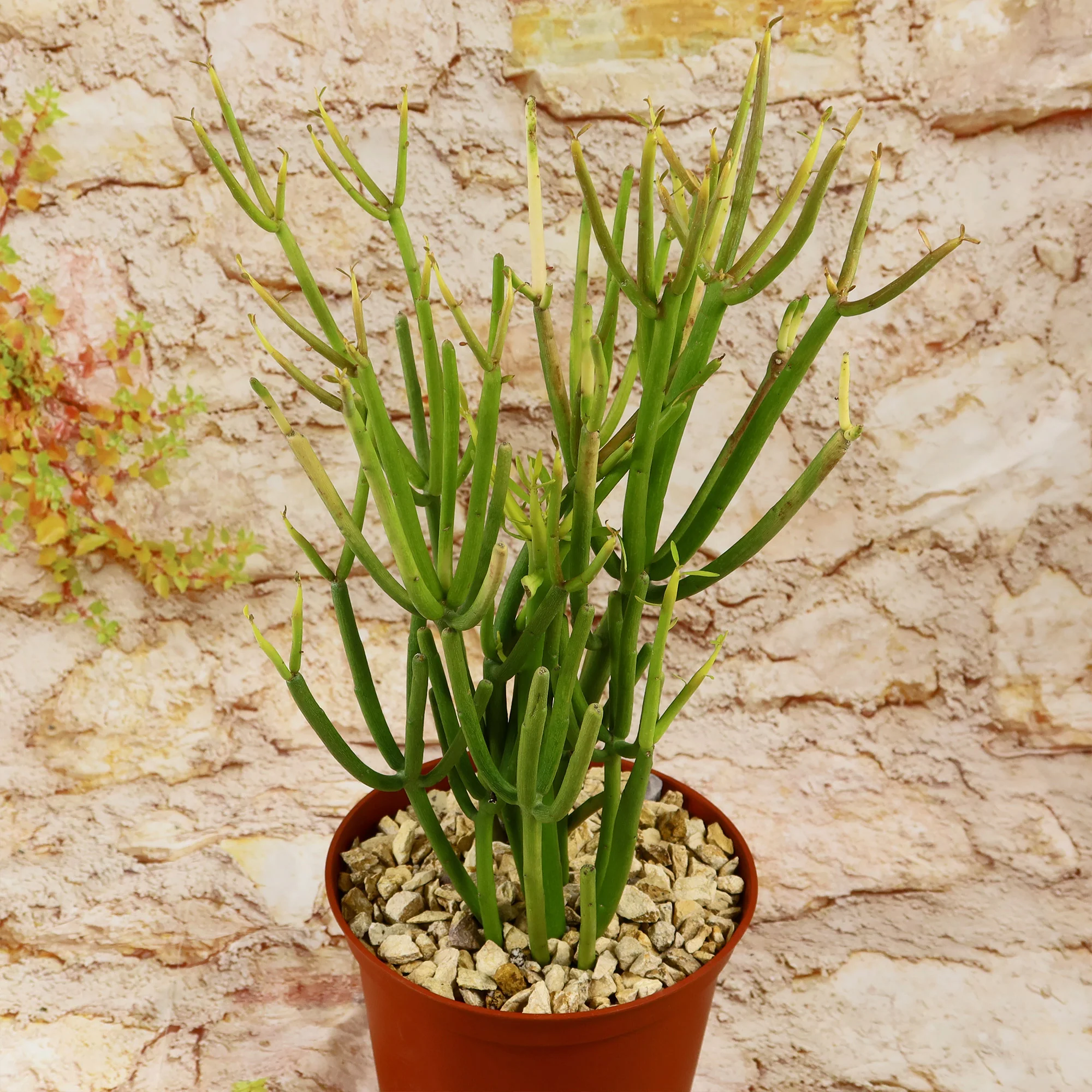 Pencil Cactus - Euphorbia tirucalli 'Firesticks'