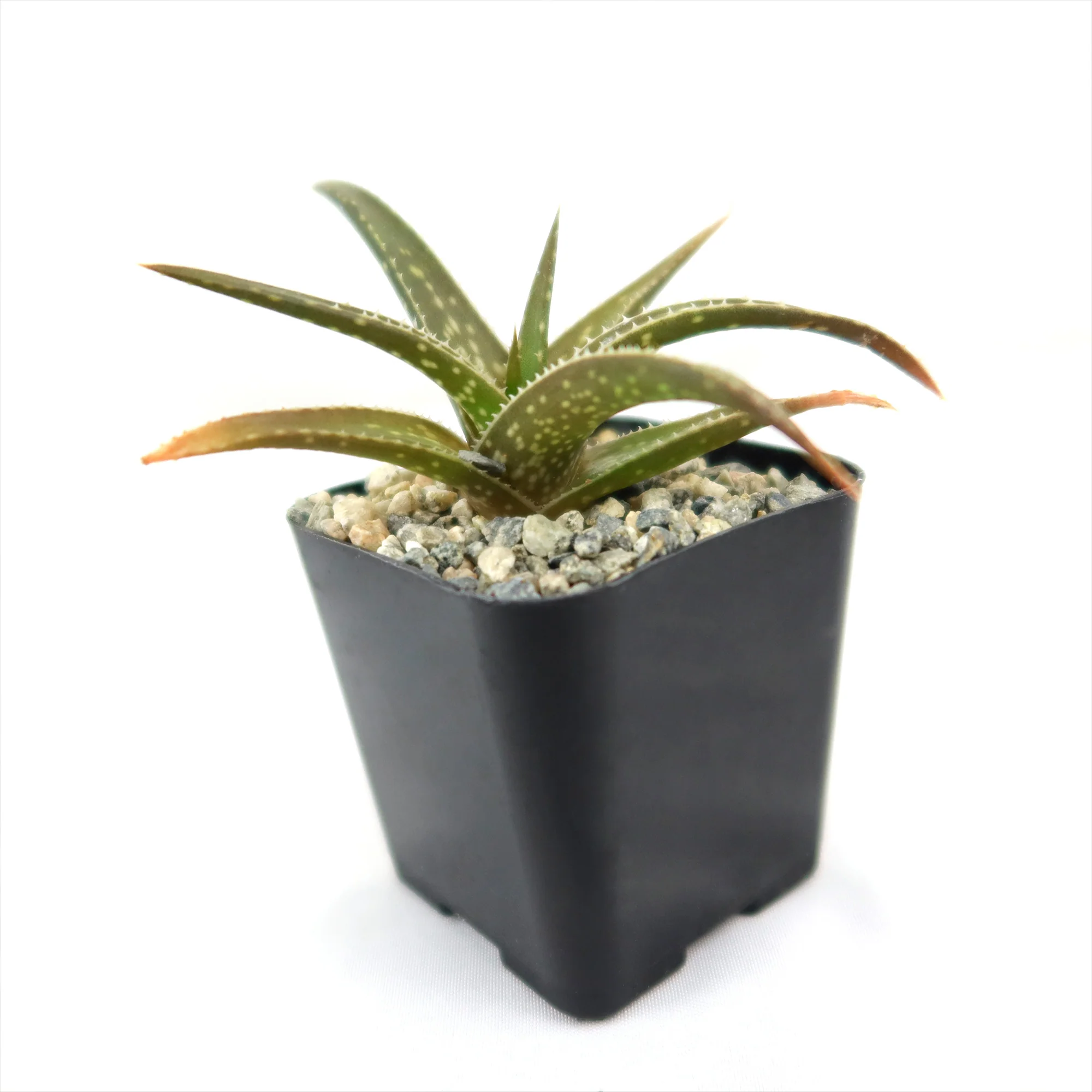 Aloe firebird hybrid