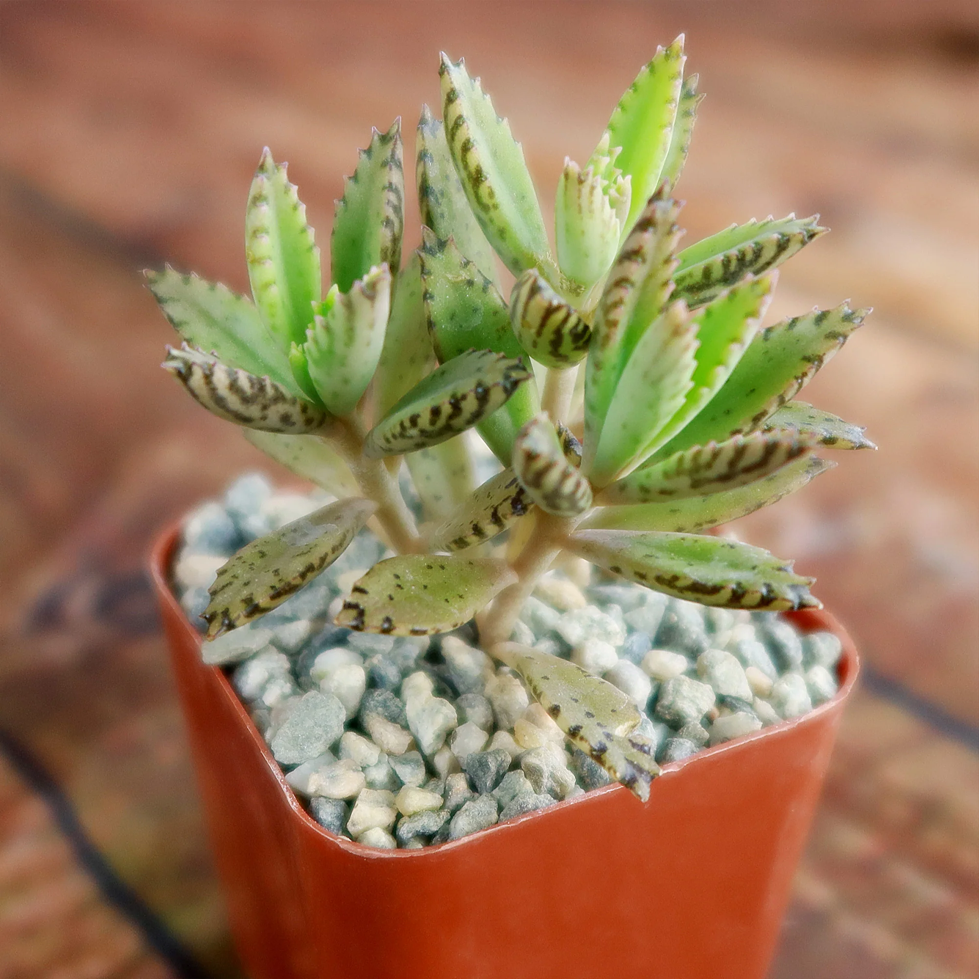 Hybrid Mother of Millions ��Kalanchoe houghtonii��
