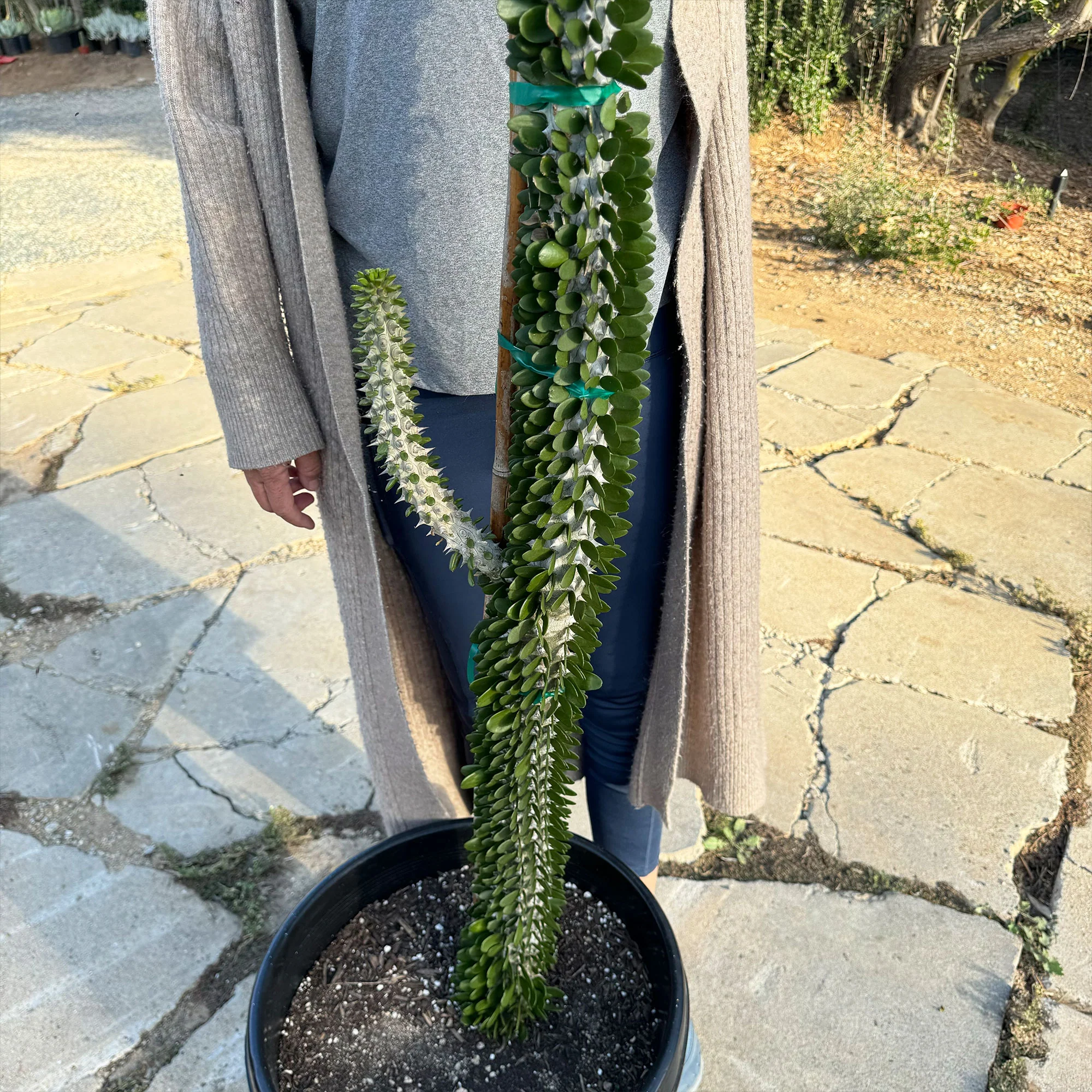 Madagascar ocotillo 'Alluaudia procera'