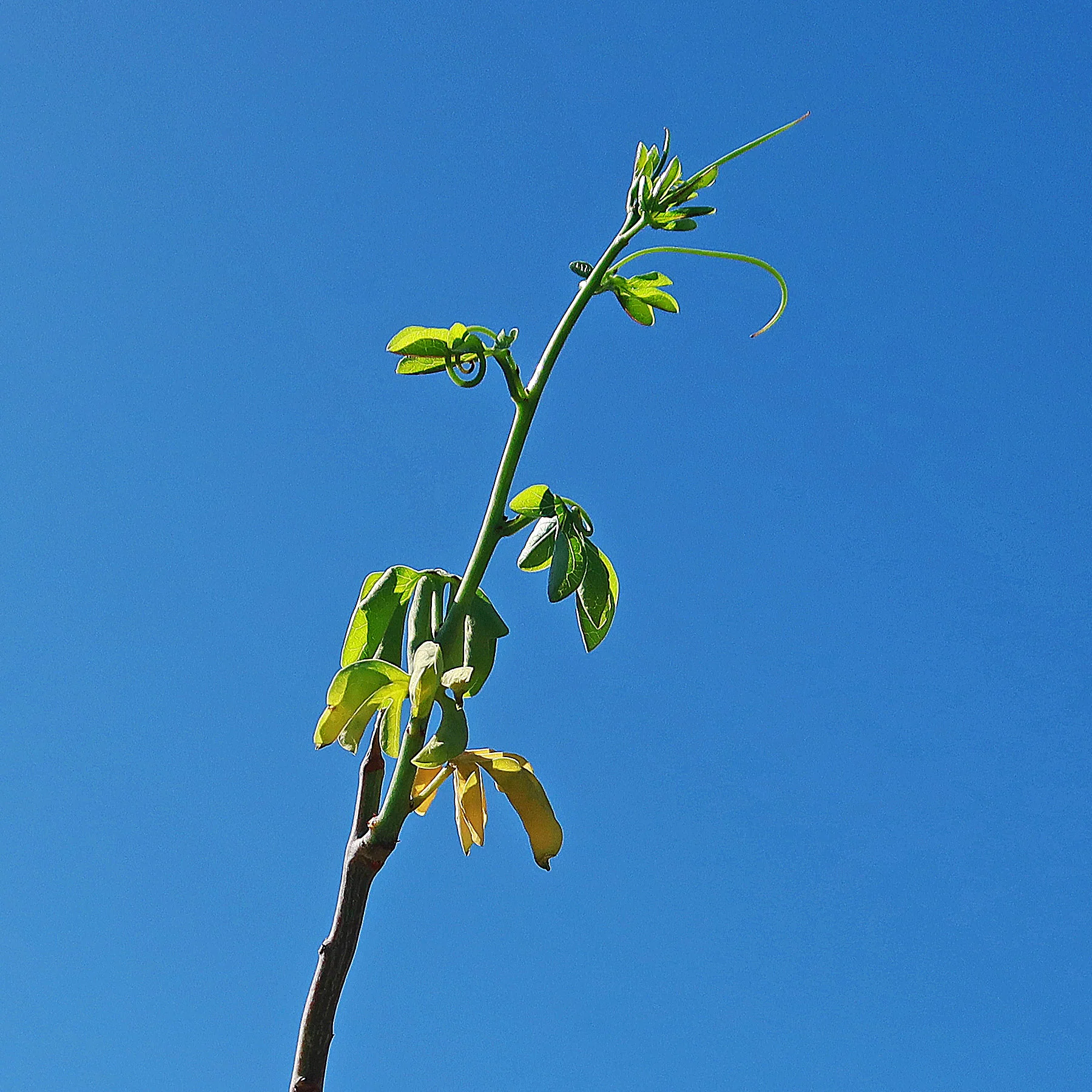 Adenia glauca