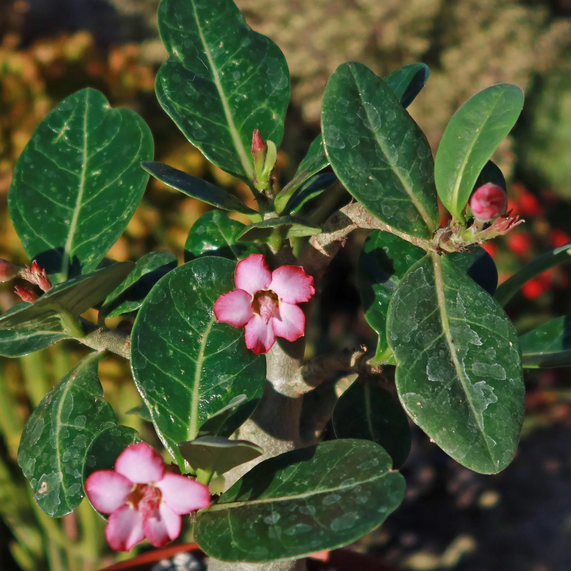 Desert Rose 'Adenium obesum'