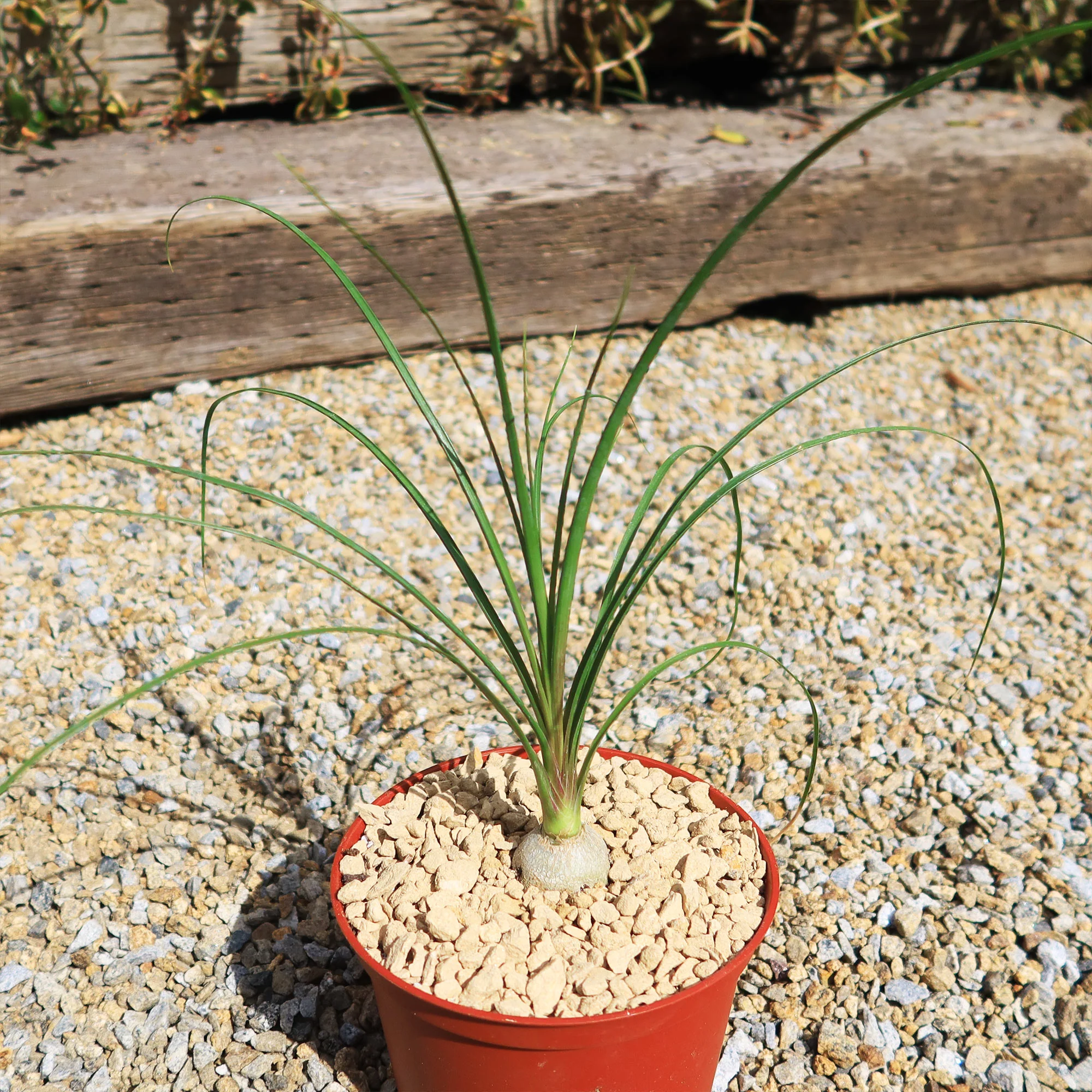 Ponytail palm 'Beaucarnea recurvata'