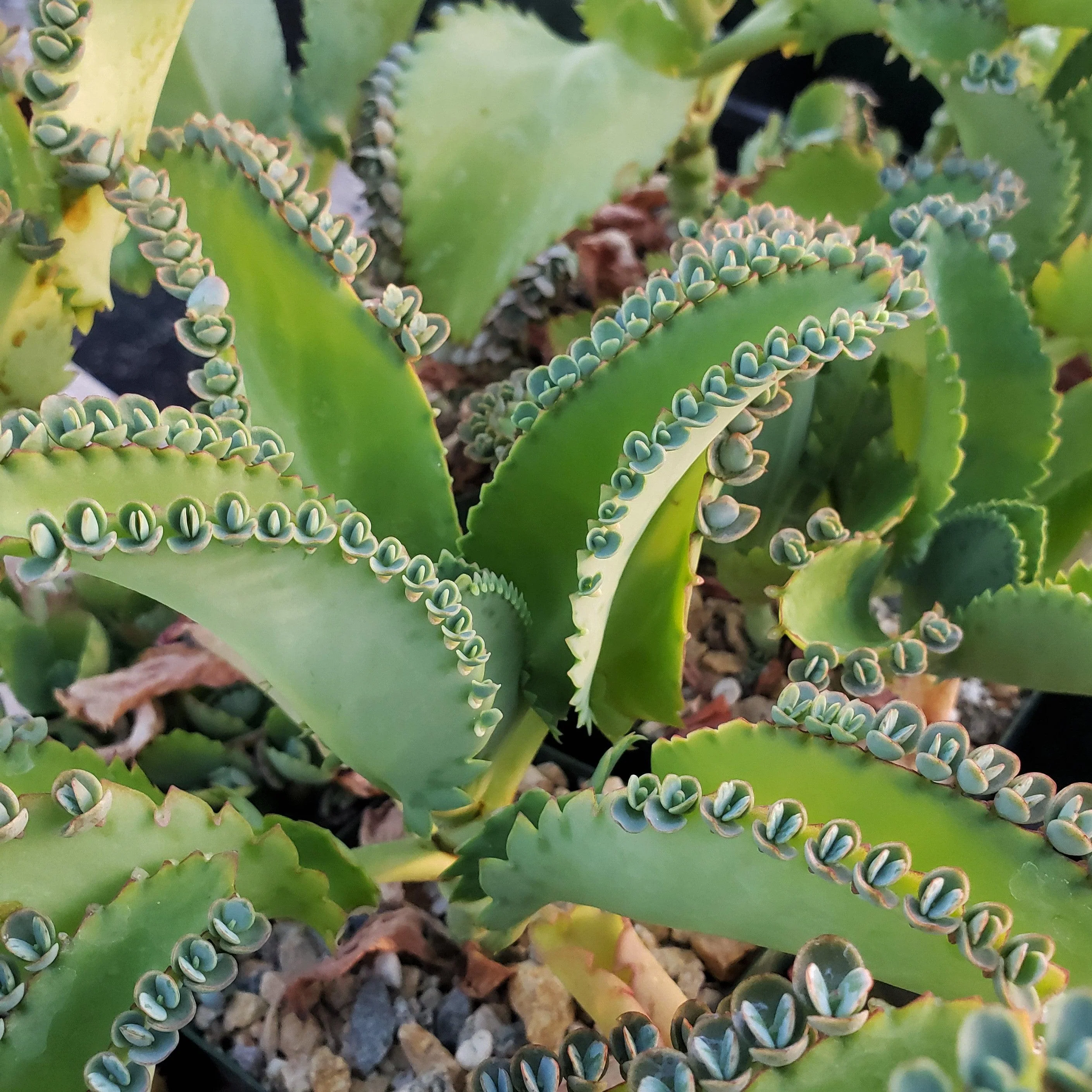 Mother of Thousands Plant 'Kalanchoe laetivirens'