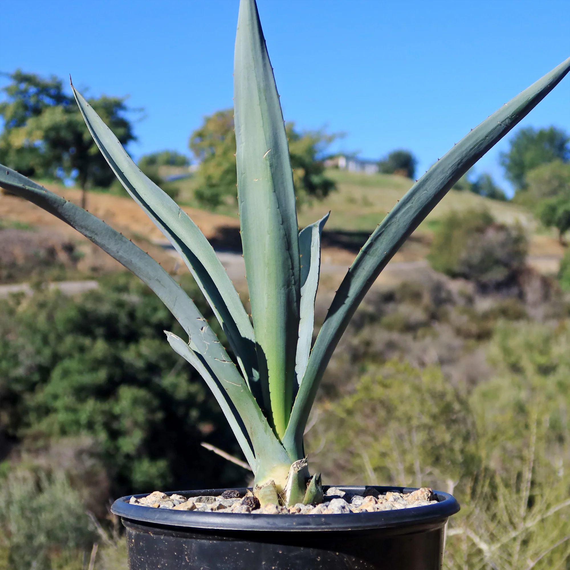 Blue agave - Agave Tequilana 'Tequila Plant'