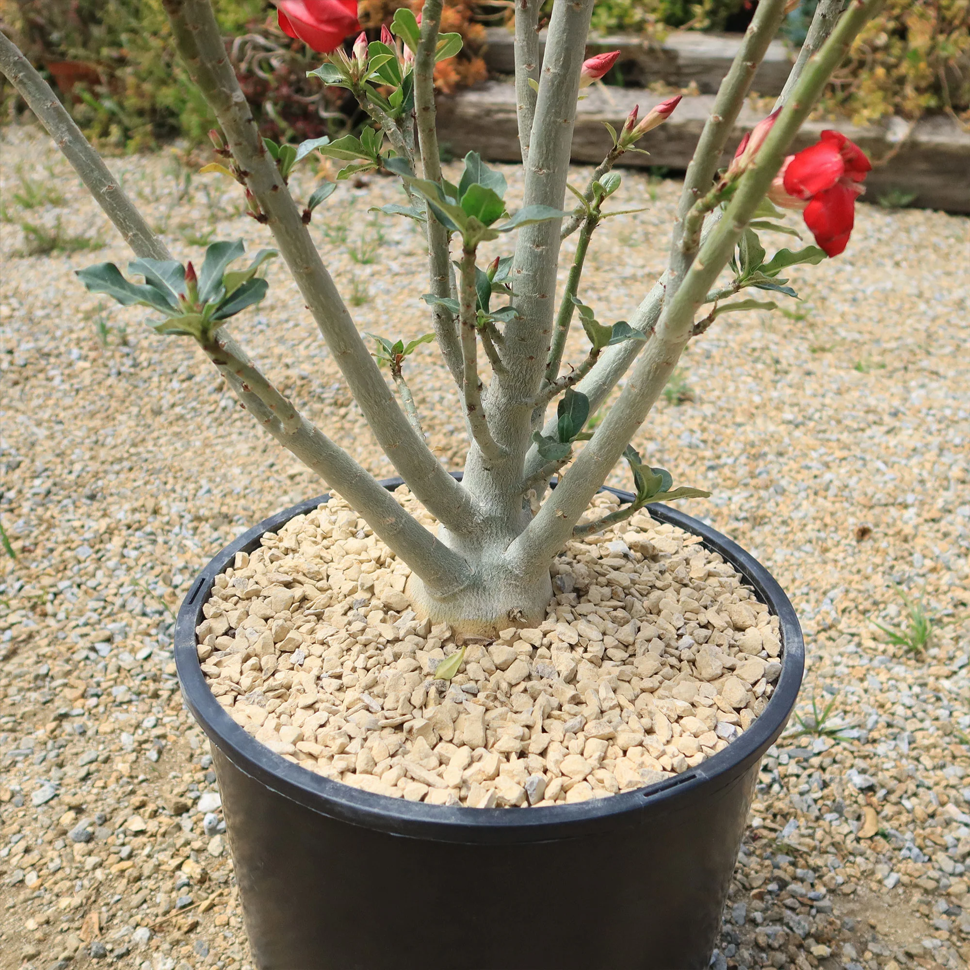 Desert Rose 'Adenium obesum'