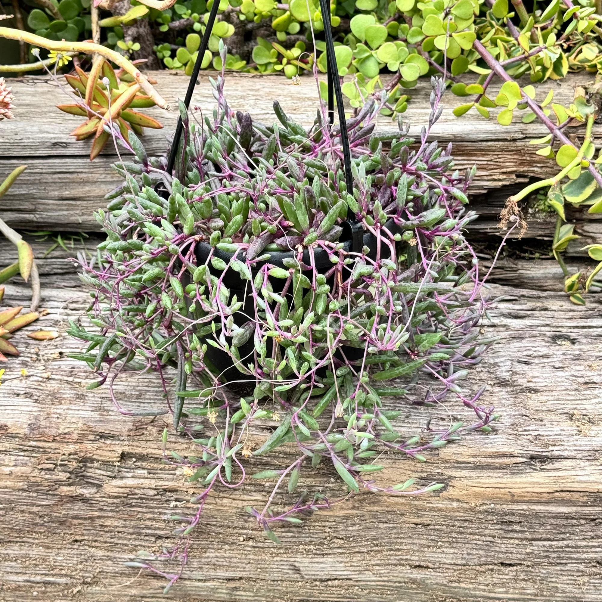 Ruby Necklace Plant 'Othonna capensis'