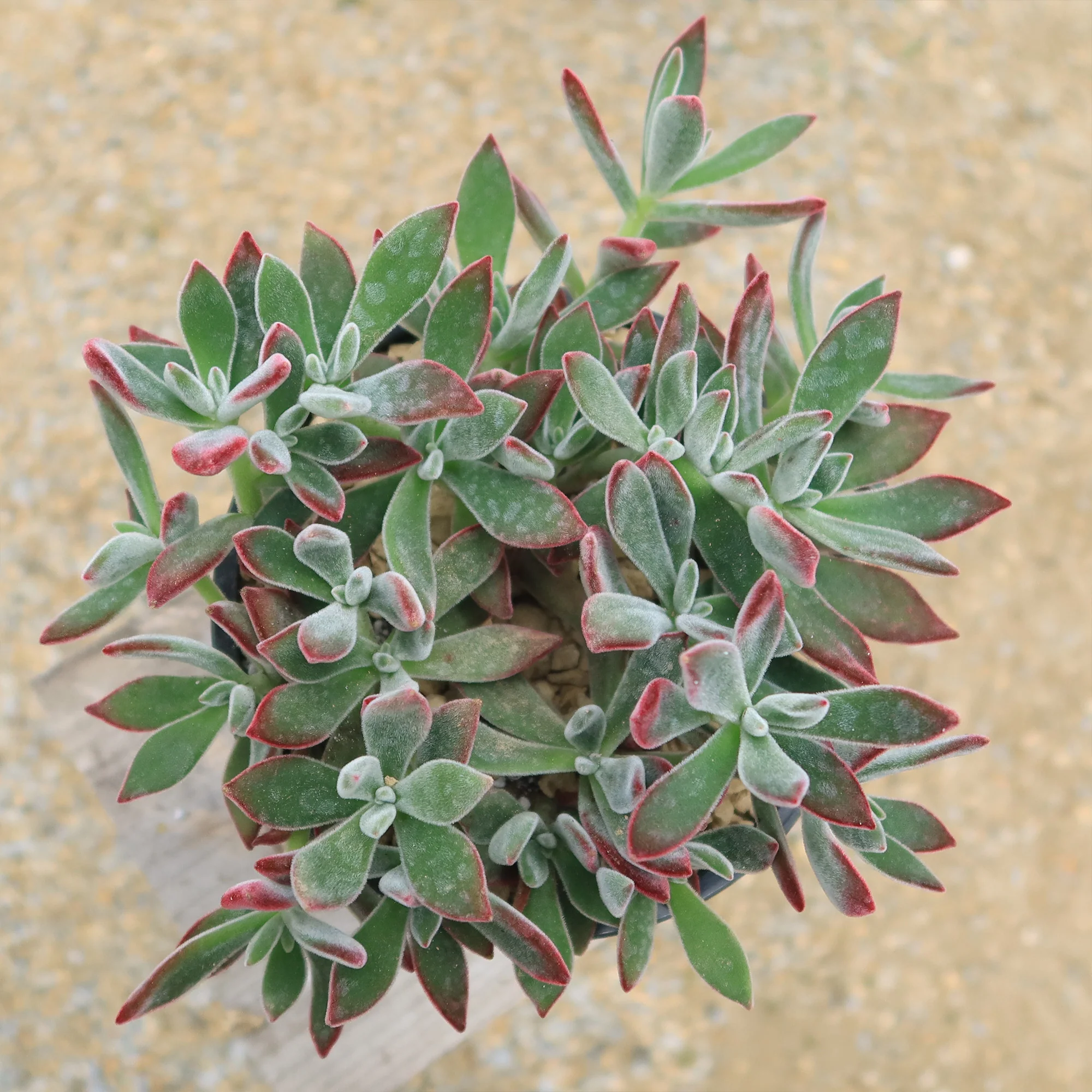 Ruby Slipper Succulent ��Echeveria harmsii��