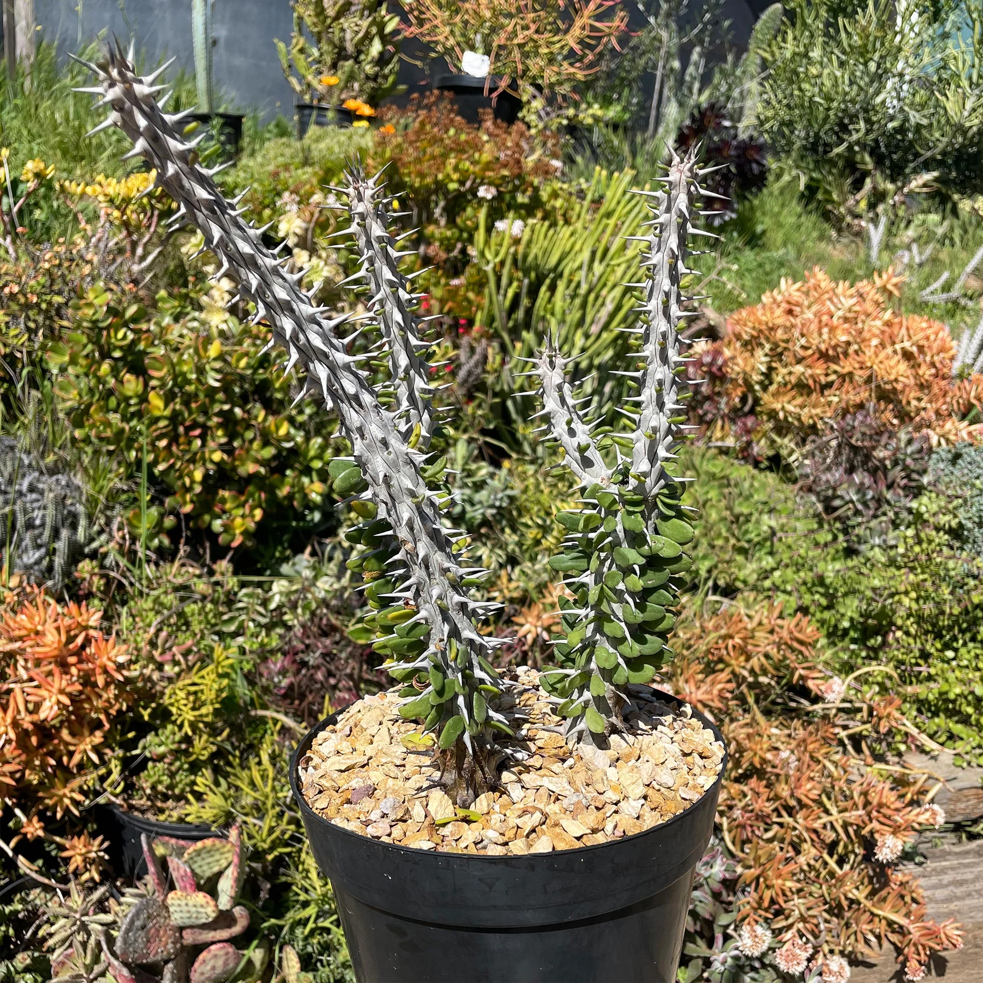 Madagascar ocotillo 'Alluaudia procera'