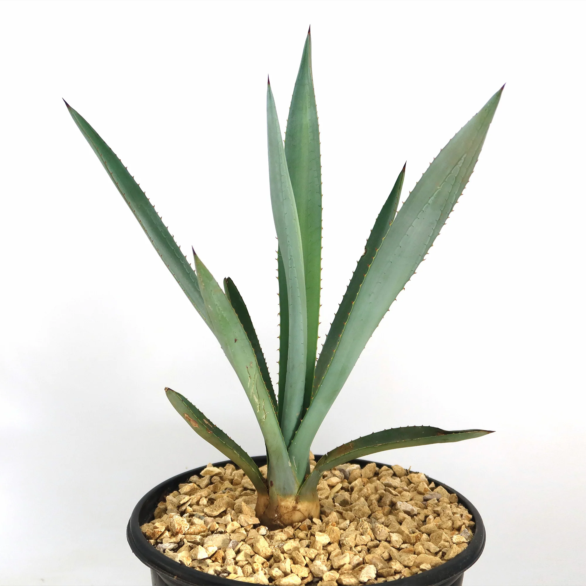 Blue agave - Agave Tequilana 'Tequila Plant'