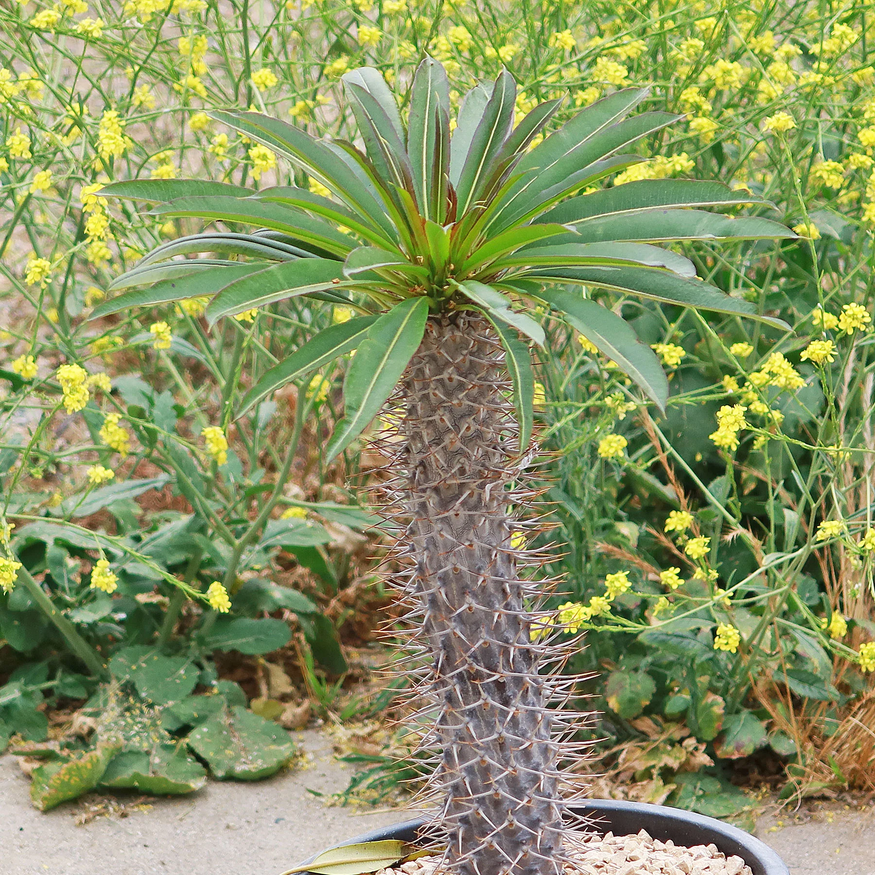 Madagascar Palm Plant - Pachypodium lamerei