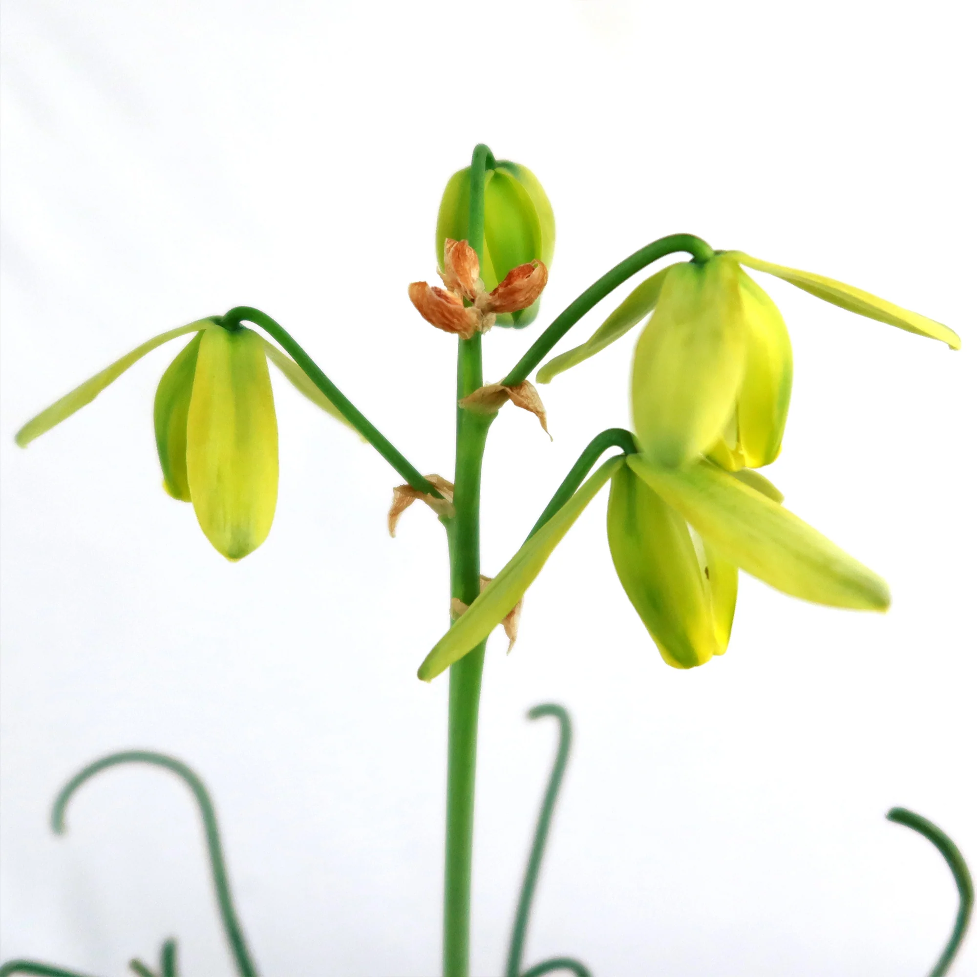 Frizzle Sizzle Plant - Albuca spiralis