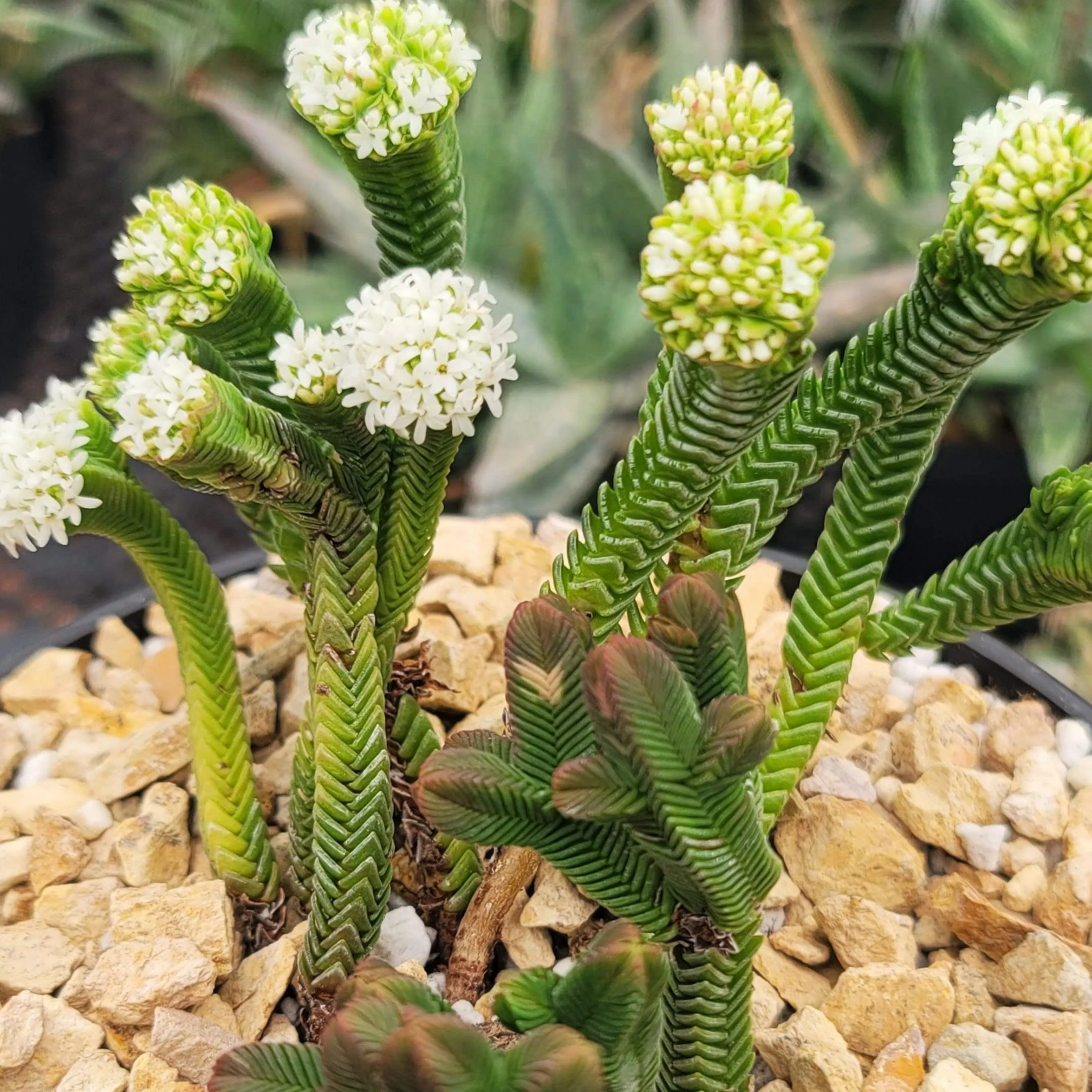 Pagoda Mini Jade ��Crassula pyramidalis��