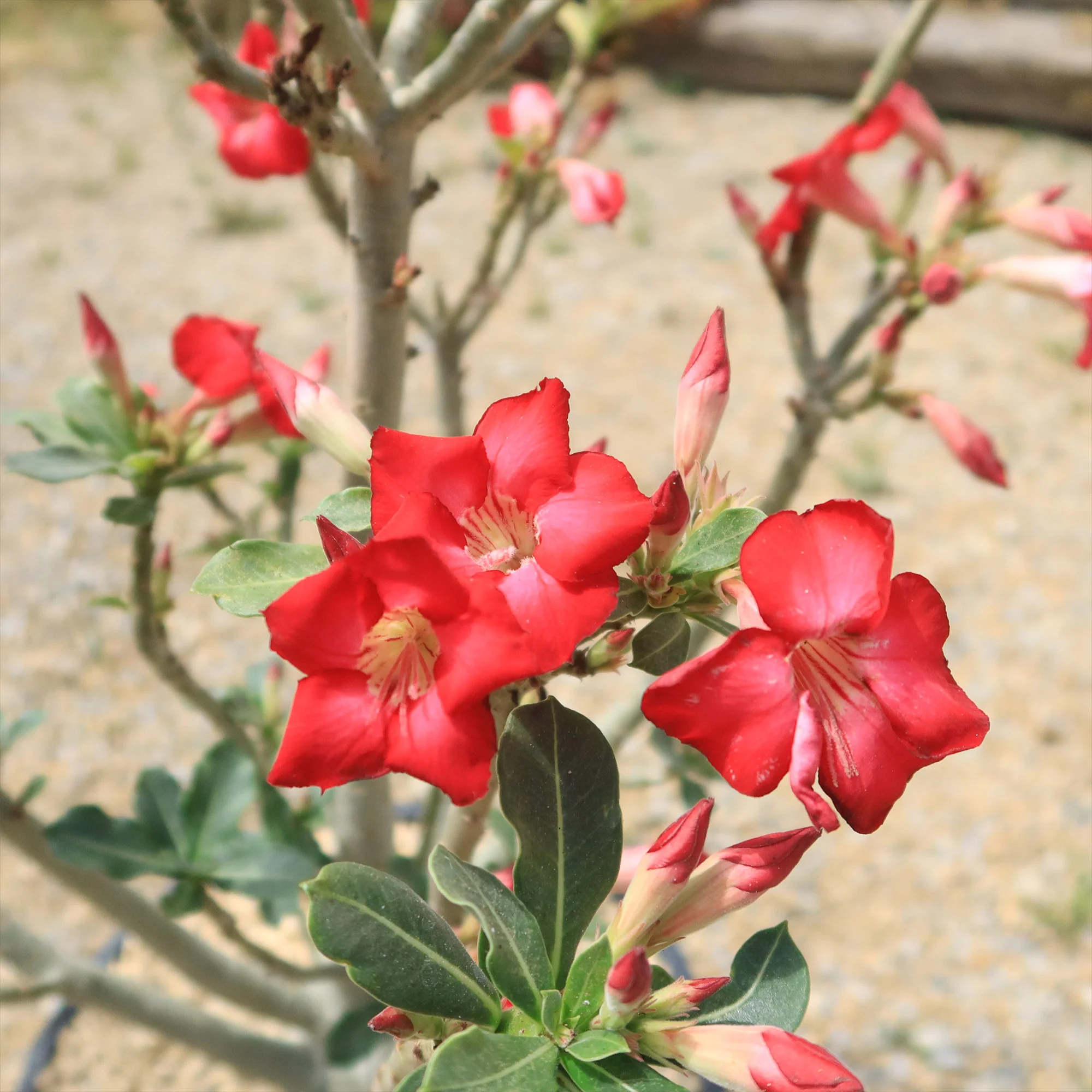 Desert Rose 'Adenium obesum'