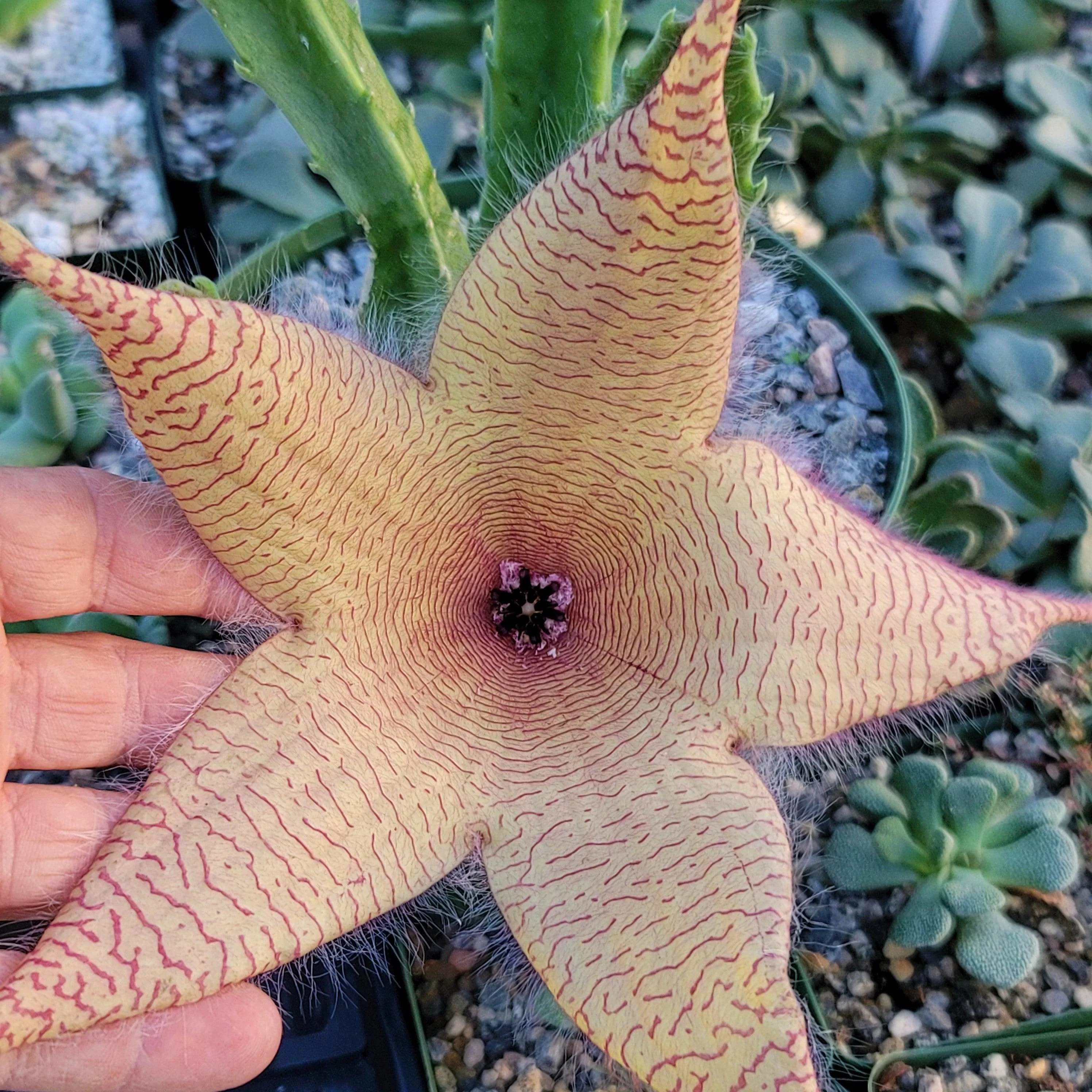 Carrion Plant 'Stapelia gigantea'