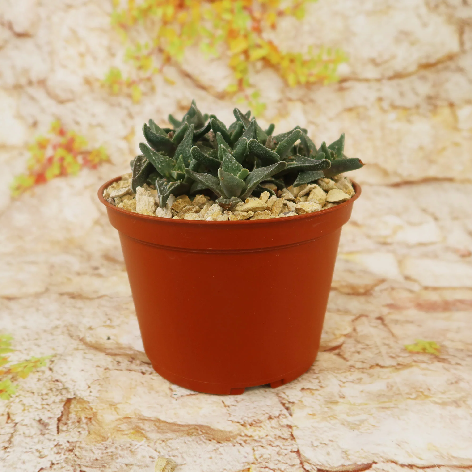 Faucaria tuberculosa soto