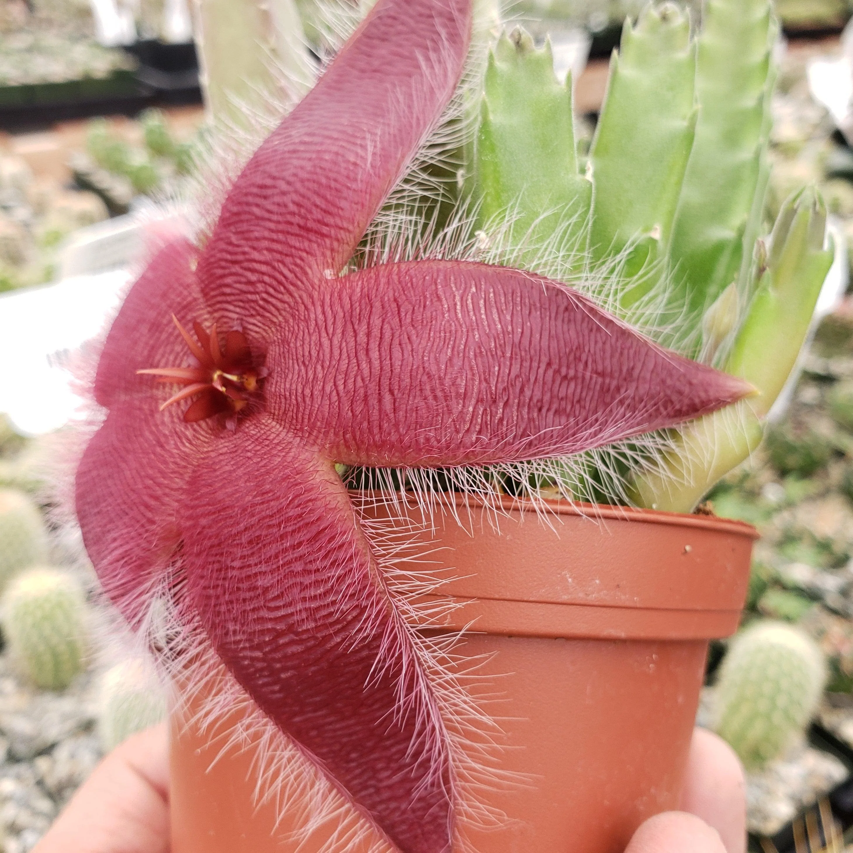 Giant Toad Plant ��Stapelia grandiflora��