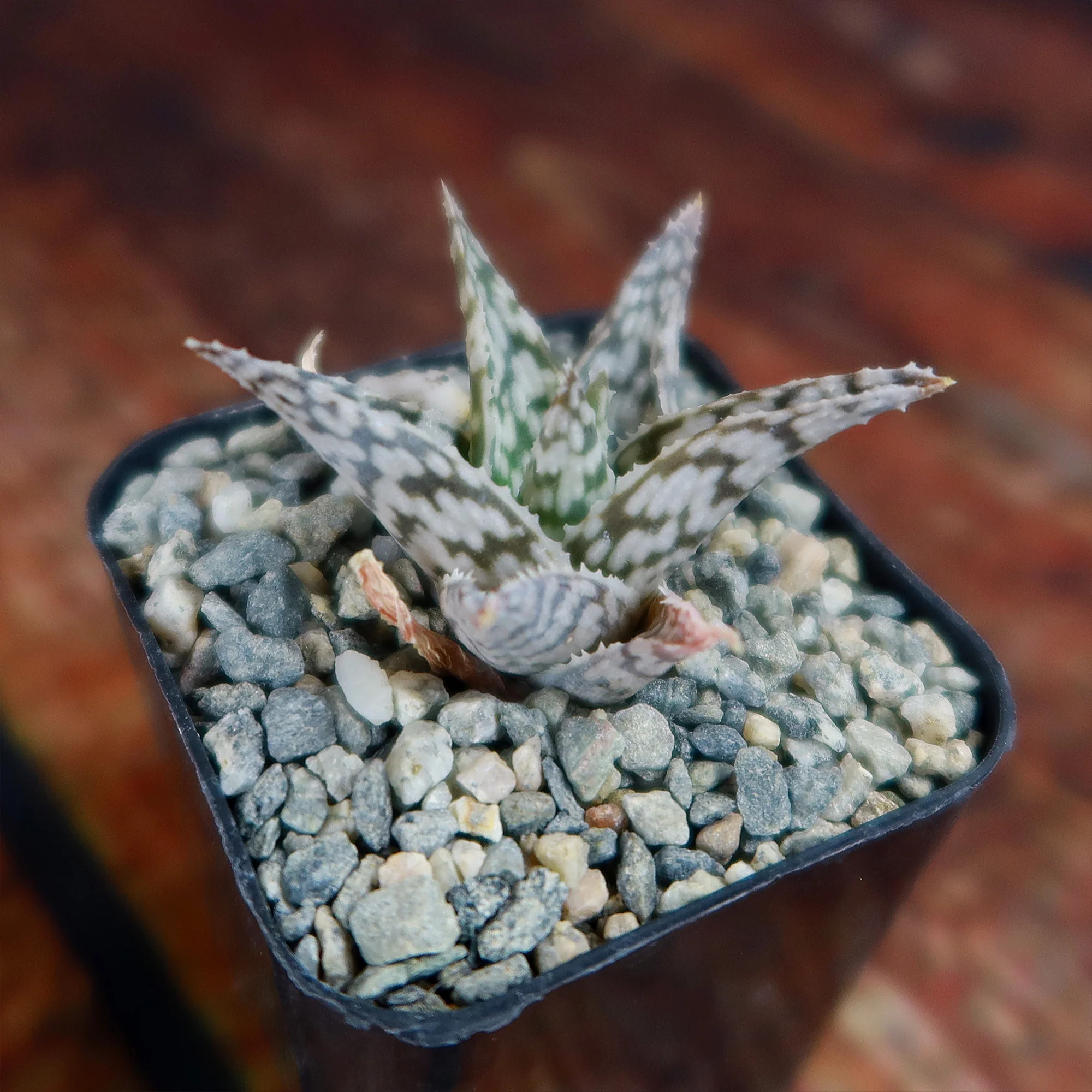 Aloe ��Blizzard��