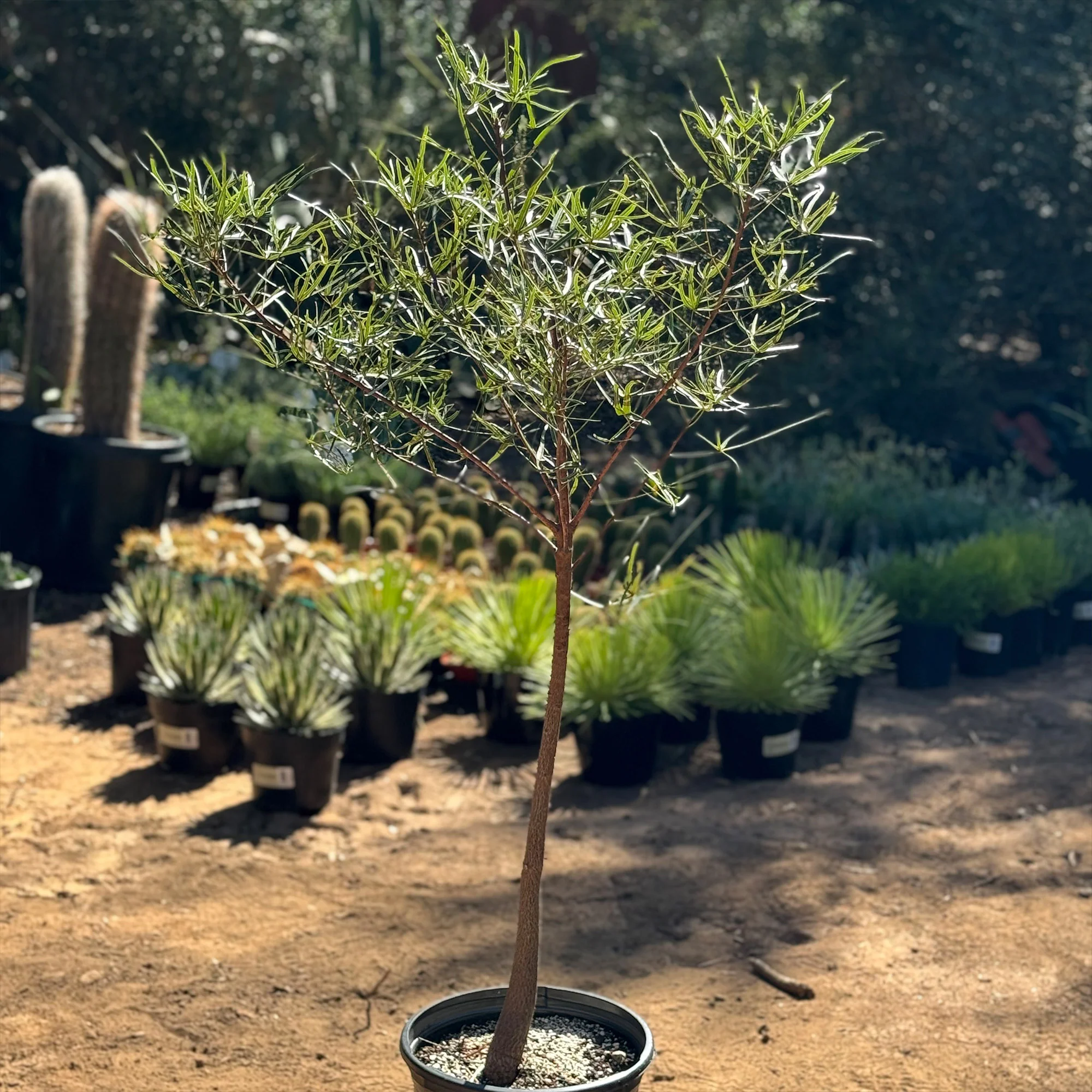 Queensland Bottle Tree 'Brachychiton rupestris'