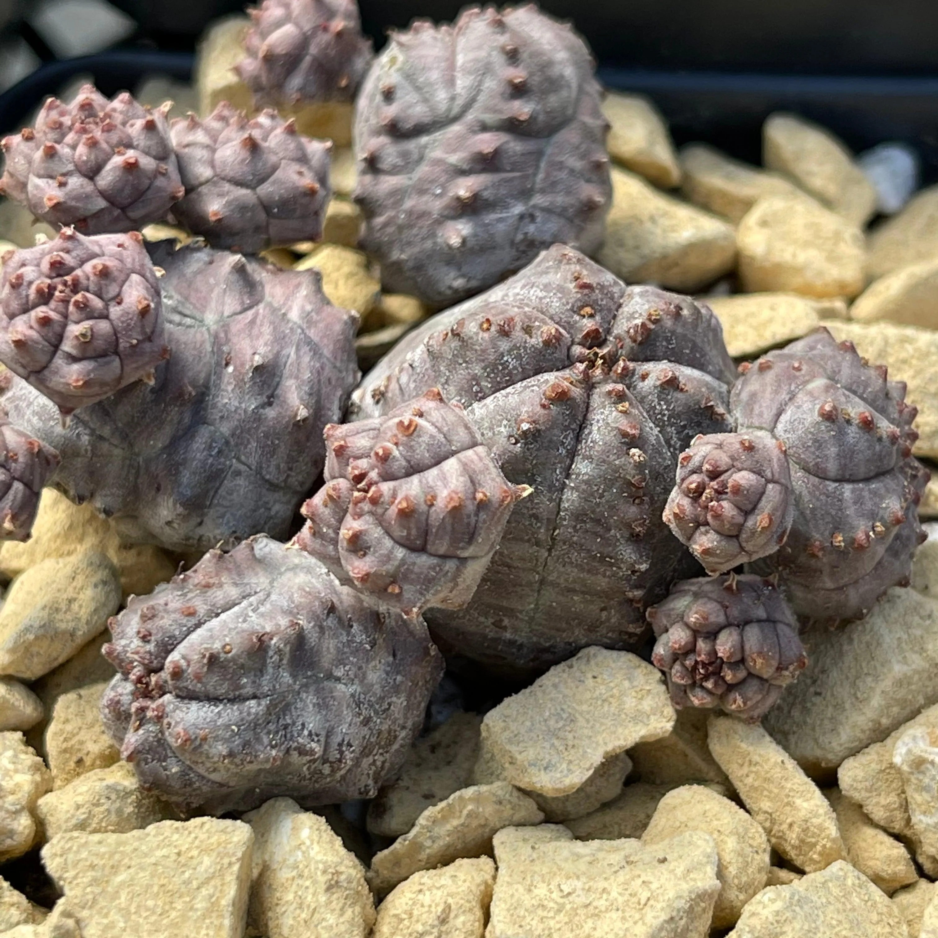 Euphorbia pseudoglobosa