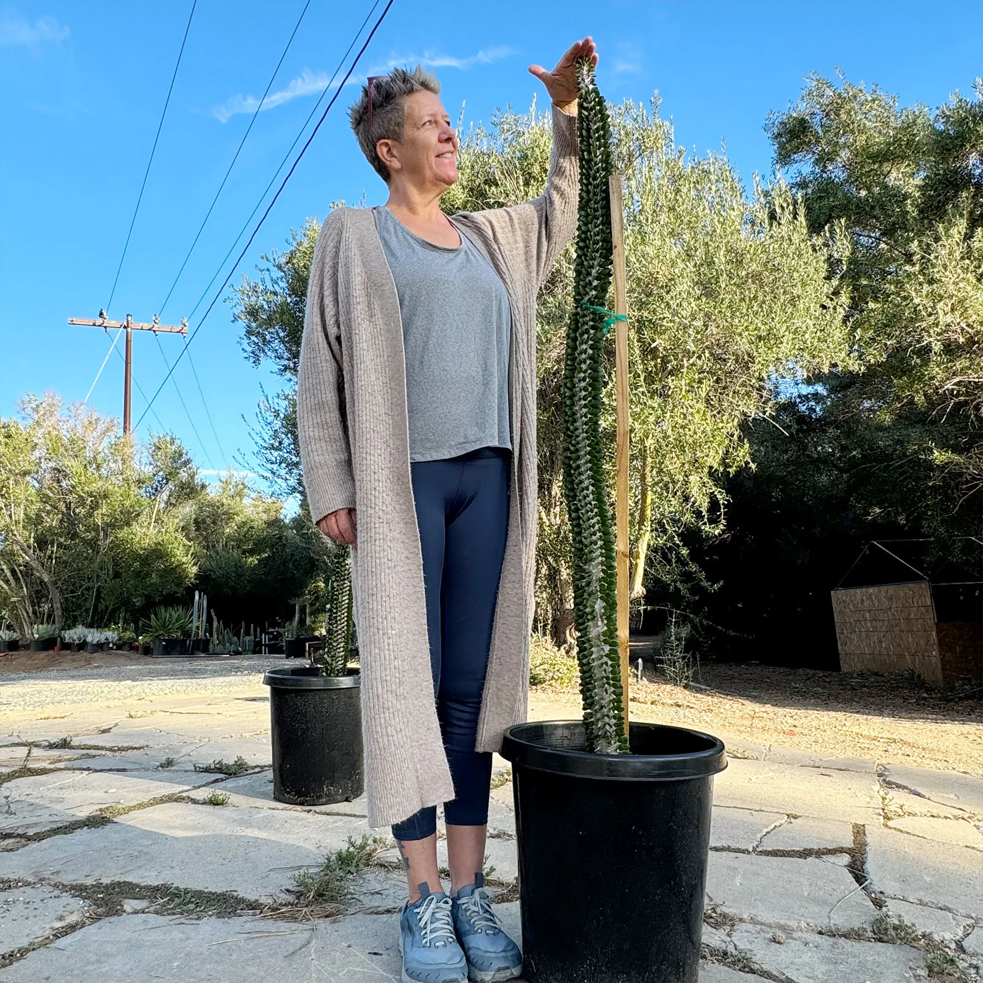 Madagascar ocotillo 'Alluaudia procera'