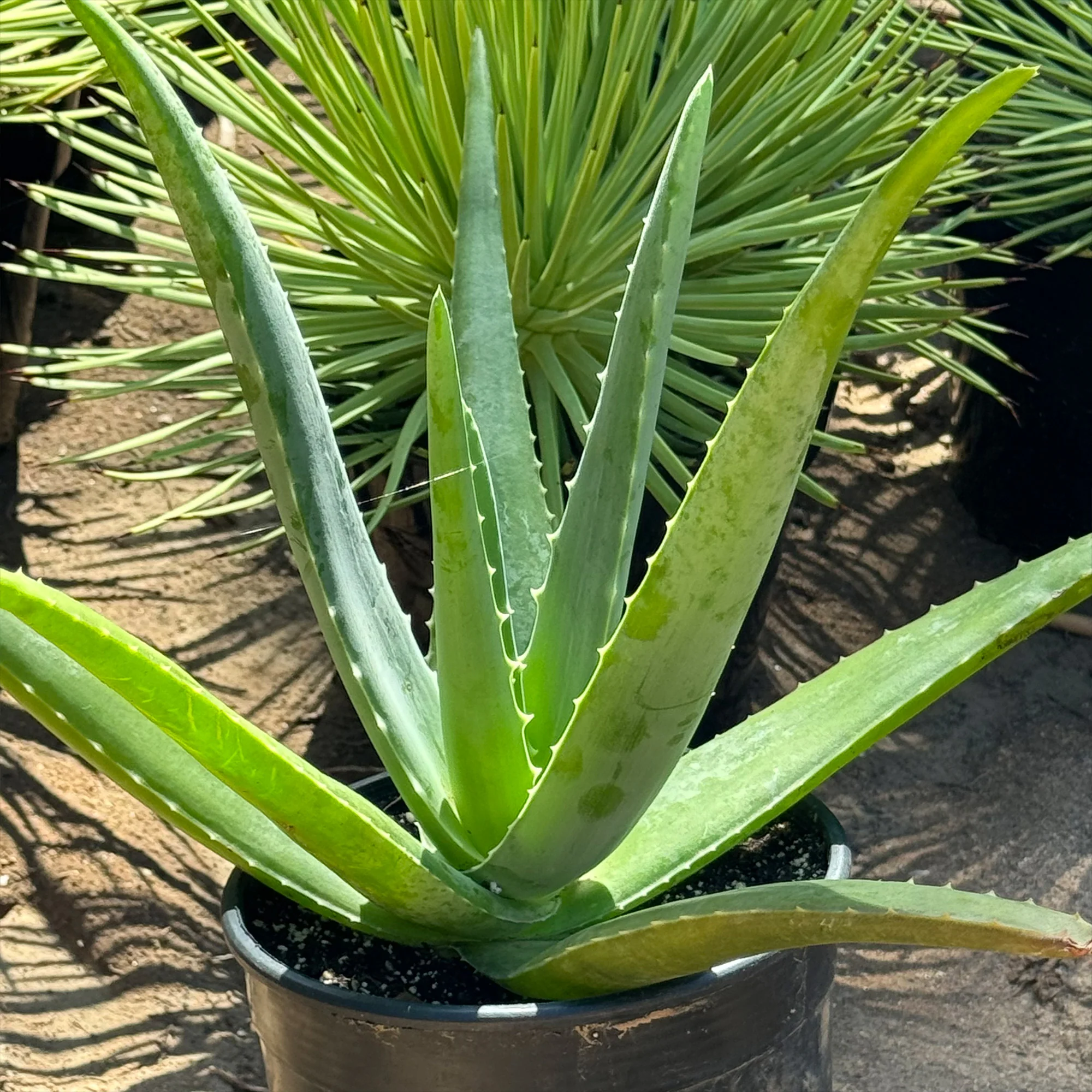 Aloe Vera - Aloe?barbadensis 'miller'