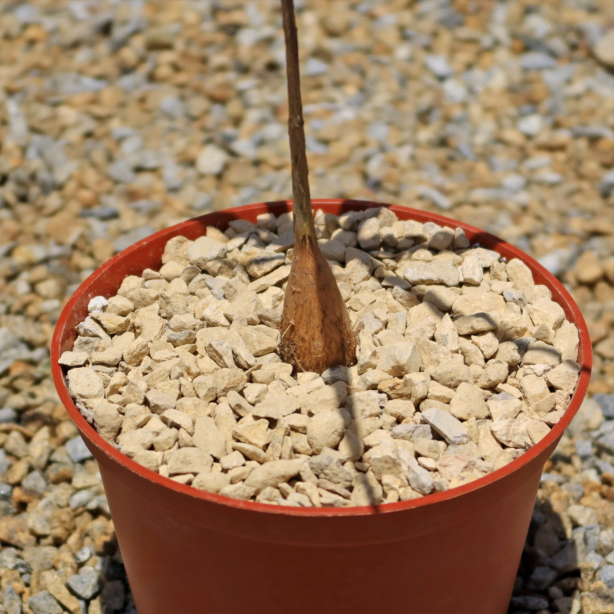 Queensland Bottle Tree 'Brachychiton rupestris'