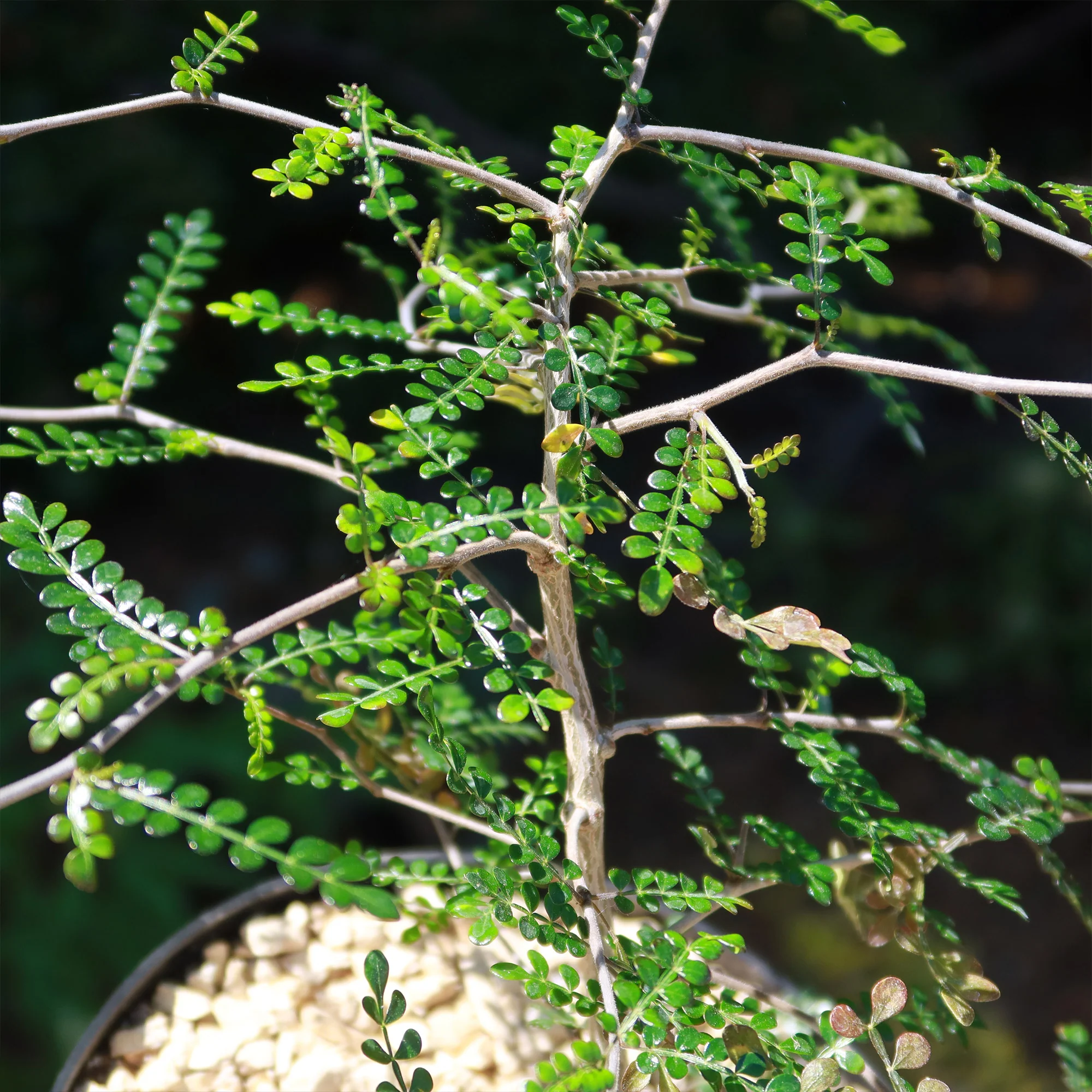 Operculicarya pachypus