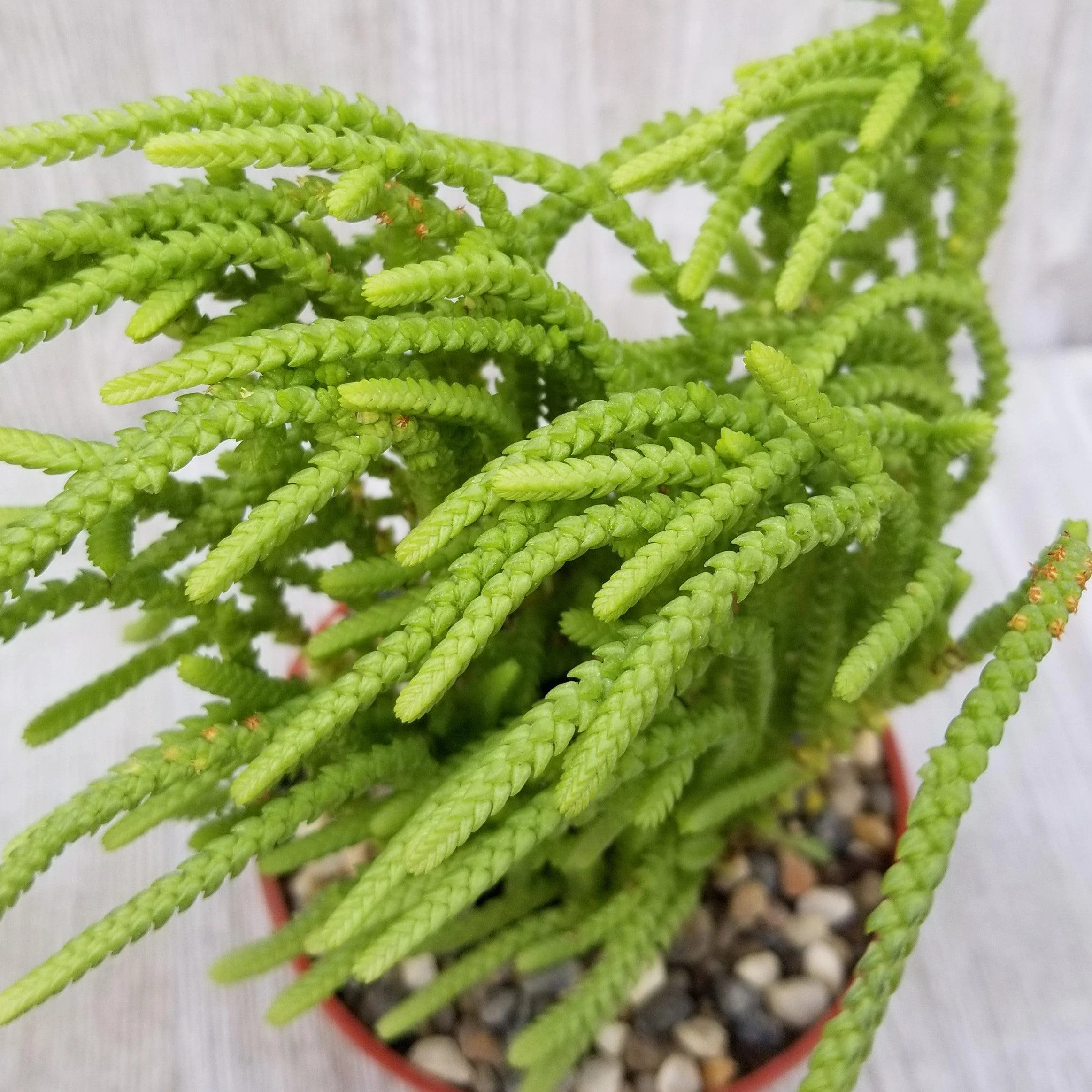 Watch Chain 'Crassula muscosa lycopodioides'