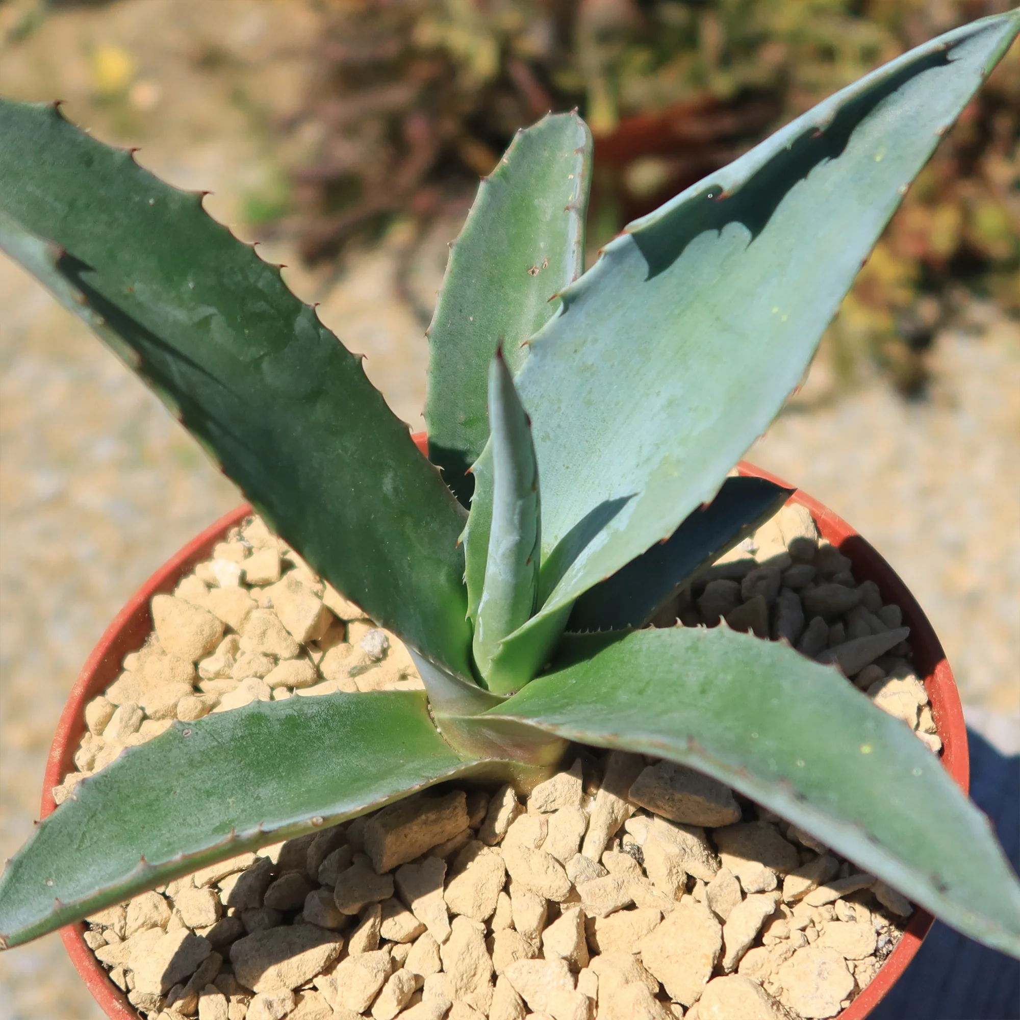 Blue agave - Agave Tequilana 'Tequila Plant'