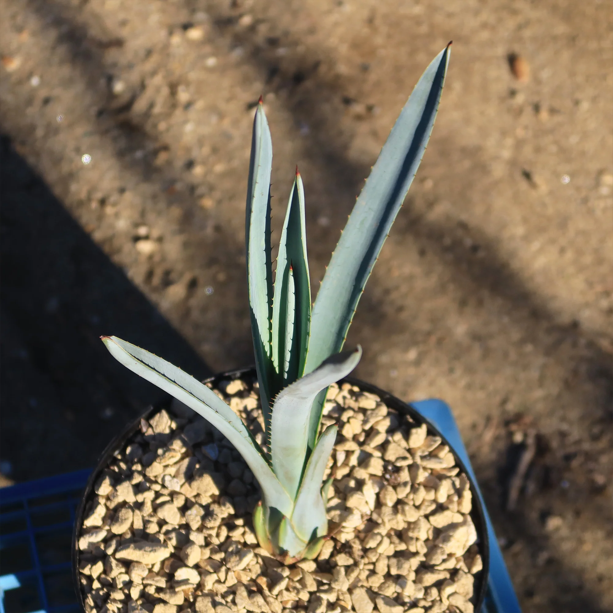 Blue agave - Agave Tequilana 'Tequila Plant'