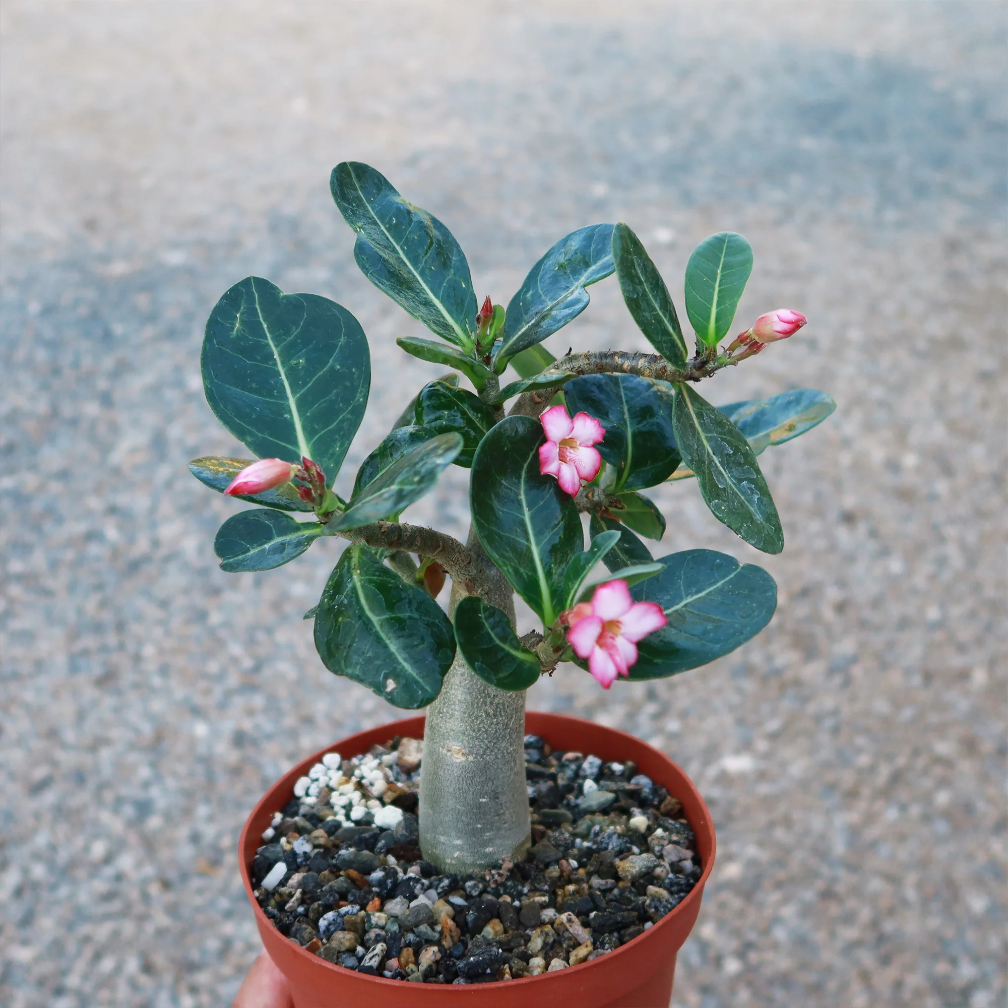 Desert Rose 'Adenium obesum'