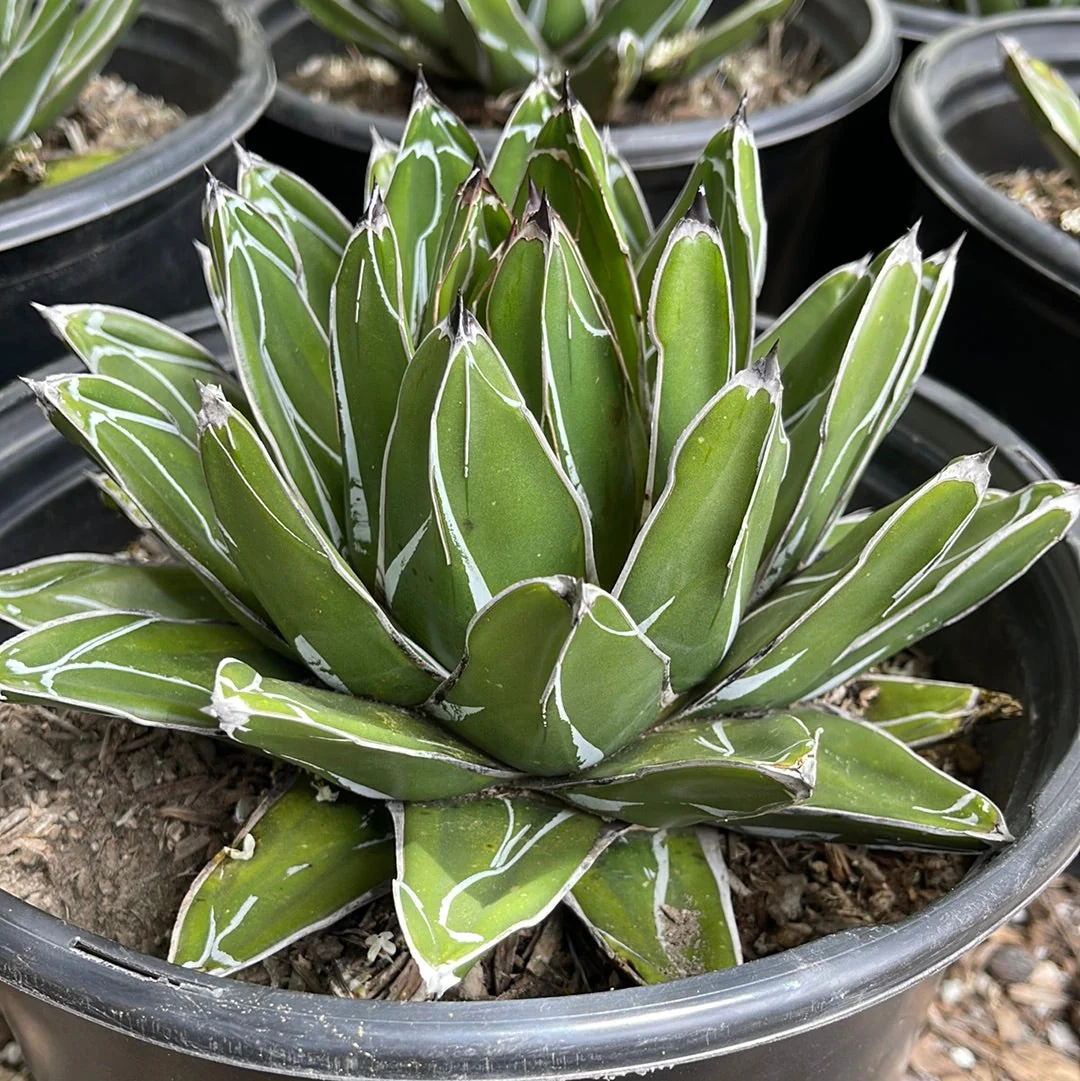 Agave Victoriae Reginae ��Queen Victoria Agave��