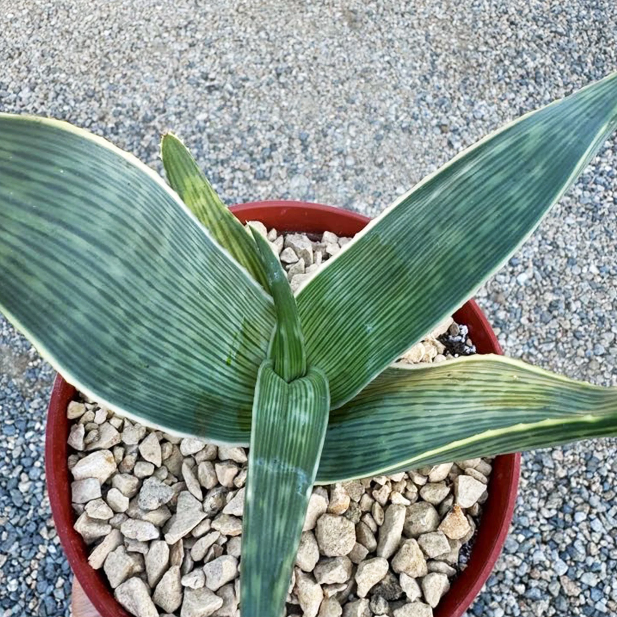 Aloe karasbergensis