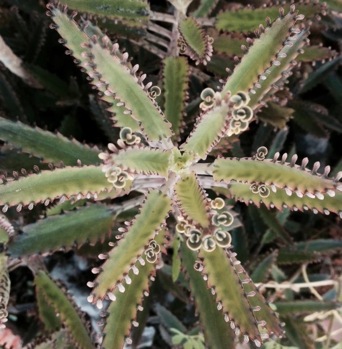 Hybrid Mother of Millions ��Kalanchoe houghtonii��